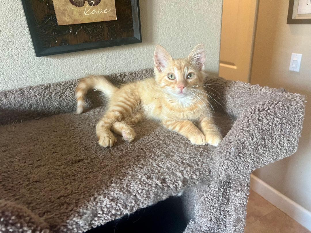 Biscuit
