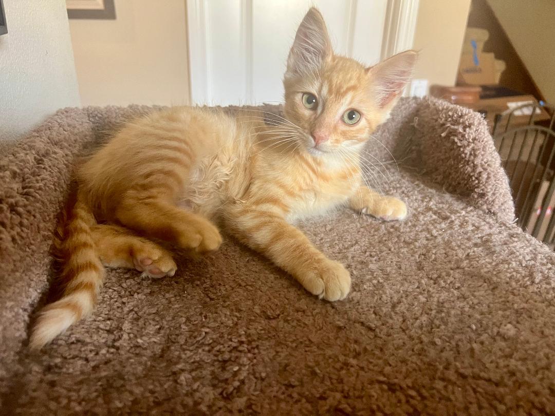 Biscuit