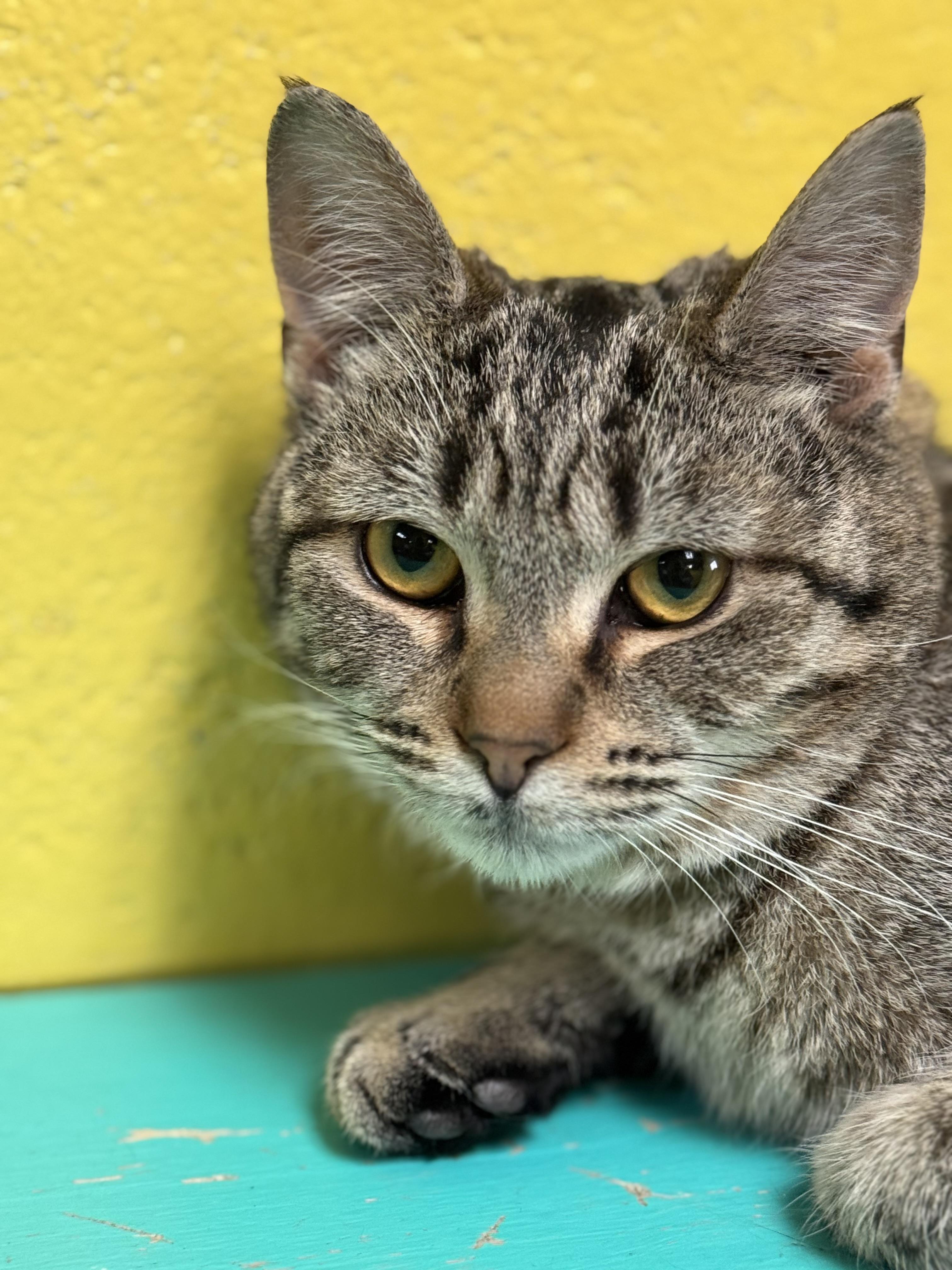 Mischa, Adoptable, Young Female Domestic Short Hair.
