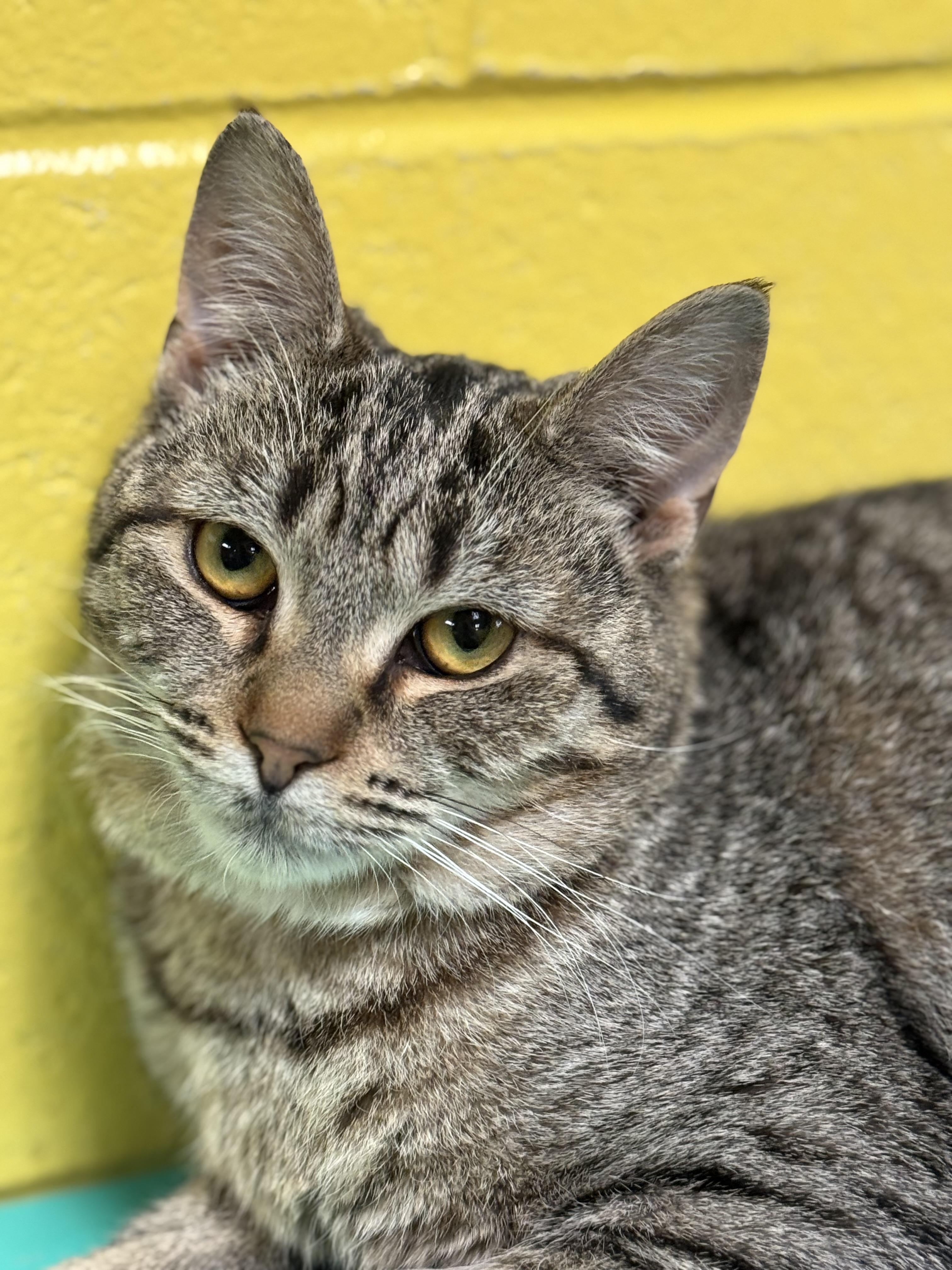Enlarge Mischa, a Adoptable Domestic Short Hair in Pottsville, PA image 2/2