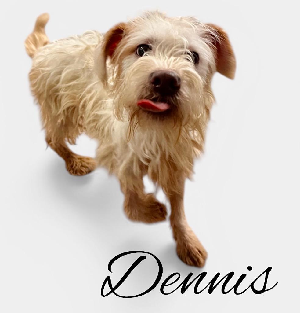 Enlarge Dennis, a Adoptable mixed breed in West Bloomfield, MI image 4/5
