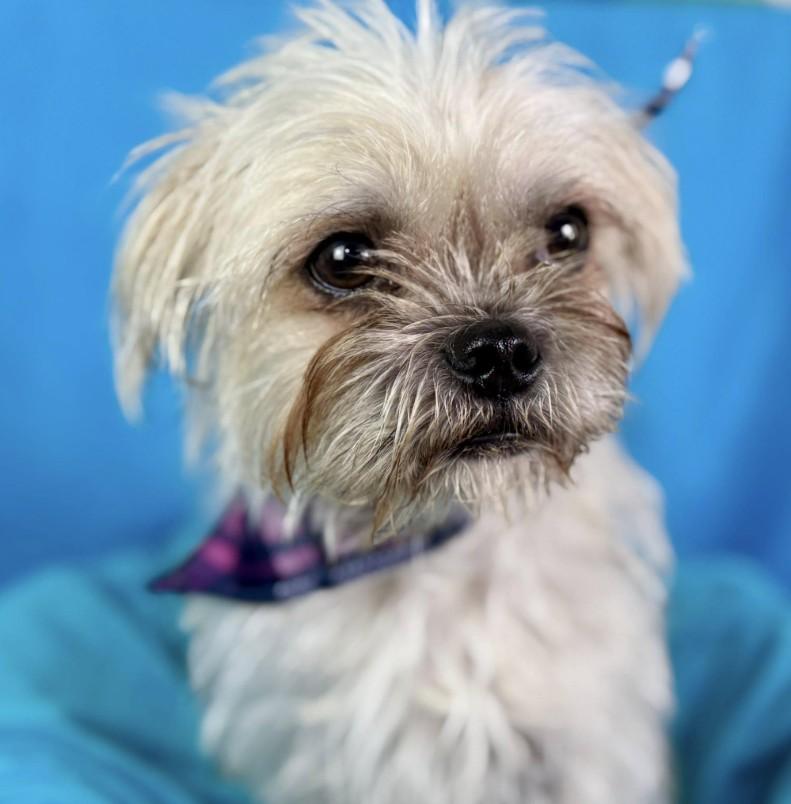 Grifford  Brussels Griffon