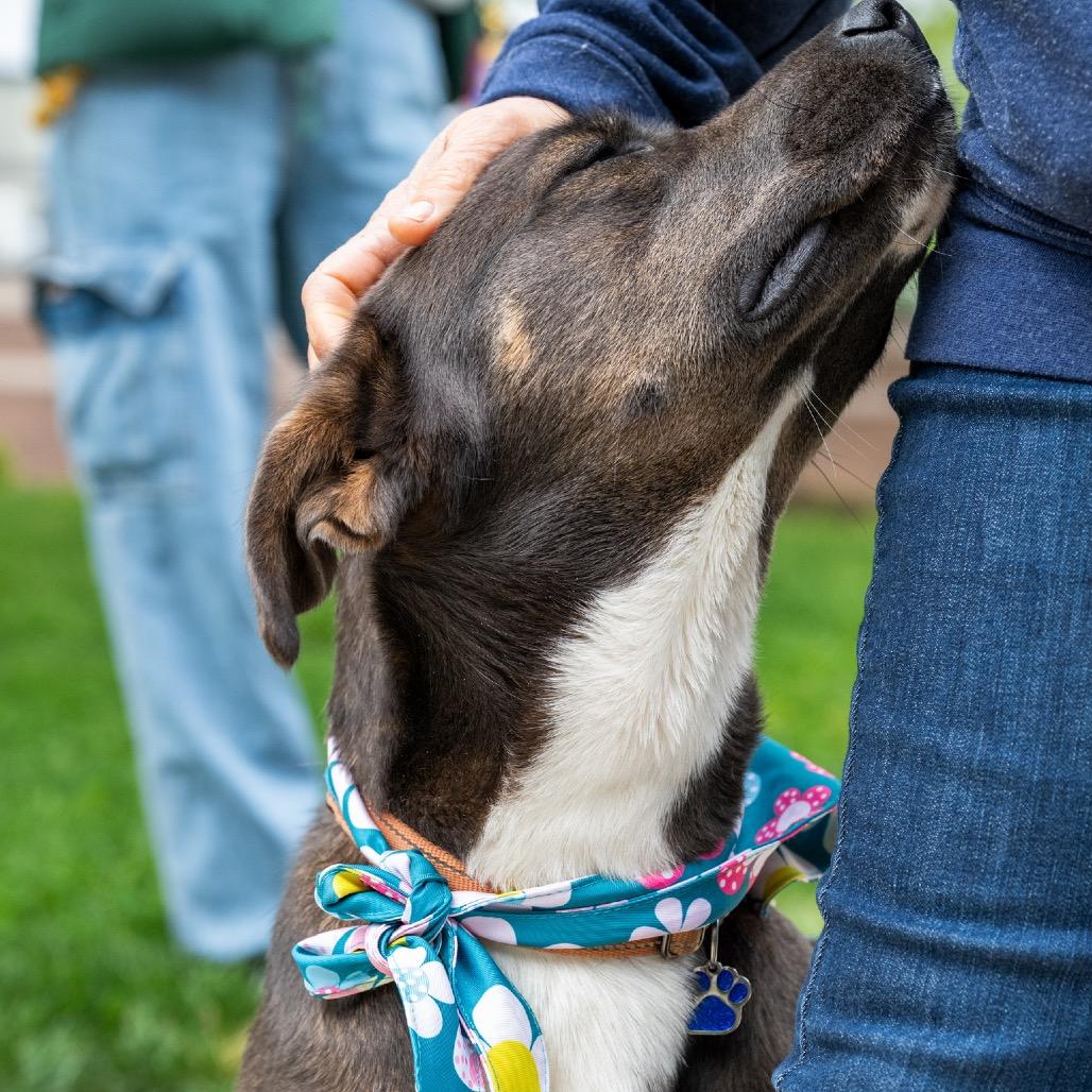Lady, Adoptable, Adult Female Labrador Retriever & Mixed Breed.