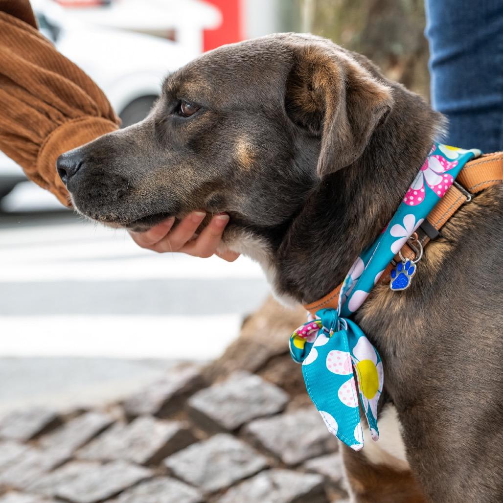 Lady, a Adoptable mixed breed in Potomac, MD image 4/6