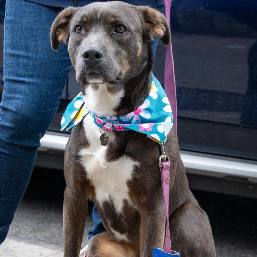 Lady, a Adoptable mixed breed in Potomac, MD image 5/6
