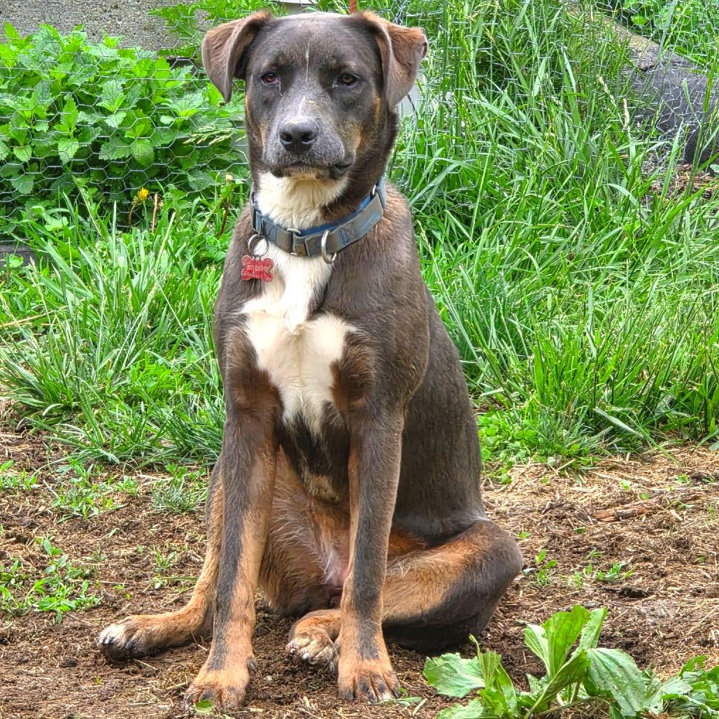 Lady, a Adoptable mixed breed in Potomac, MD image 6/6