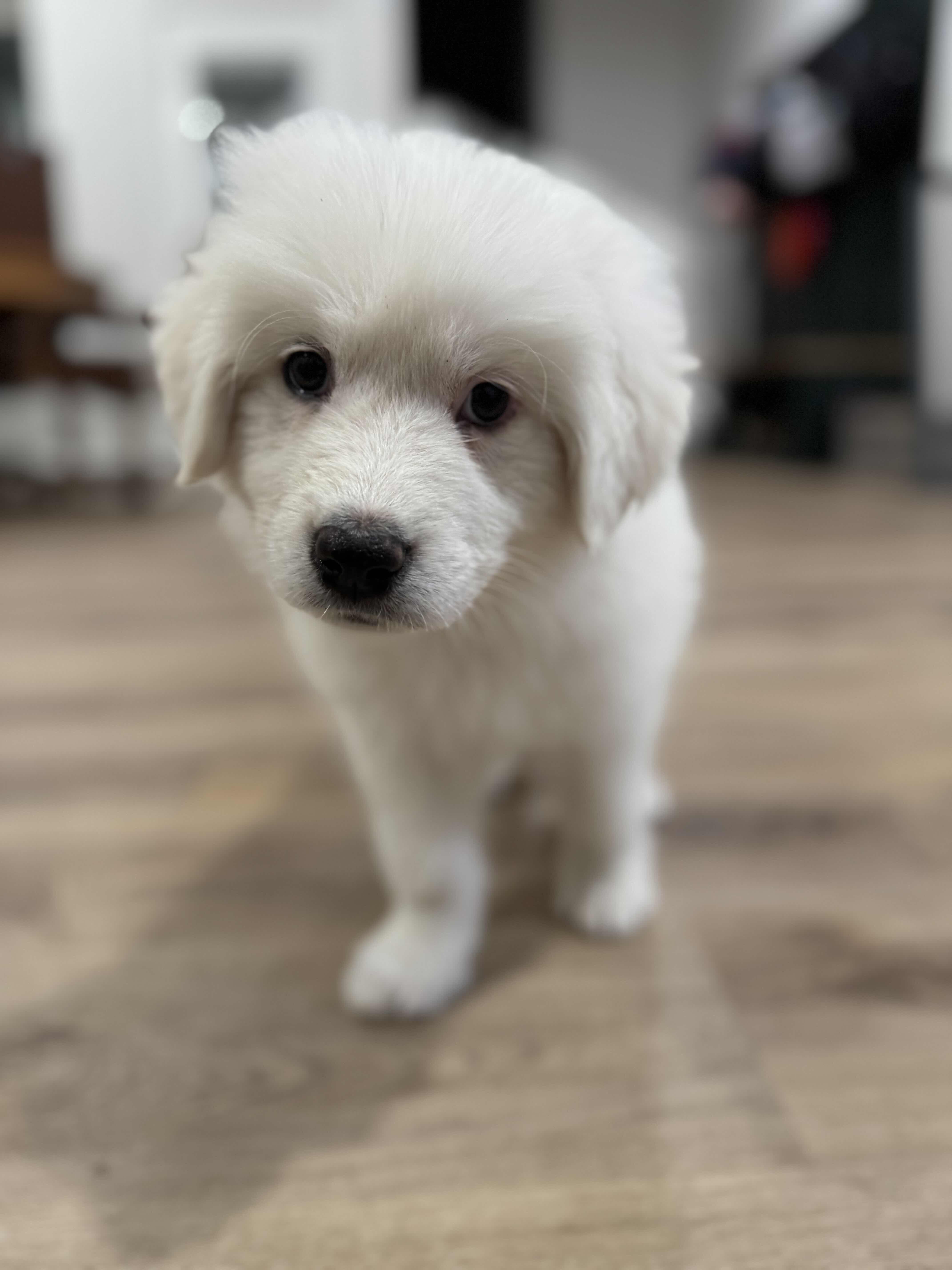 Enlarge Ned FKA Meatloaf DFW, a Adopted Great Pyrenees in Quinlan, TX image 1/2