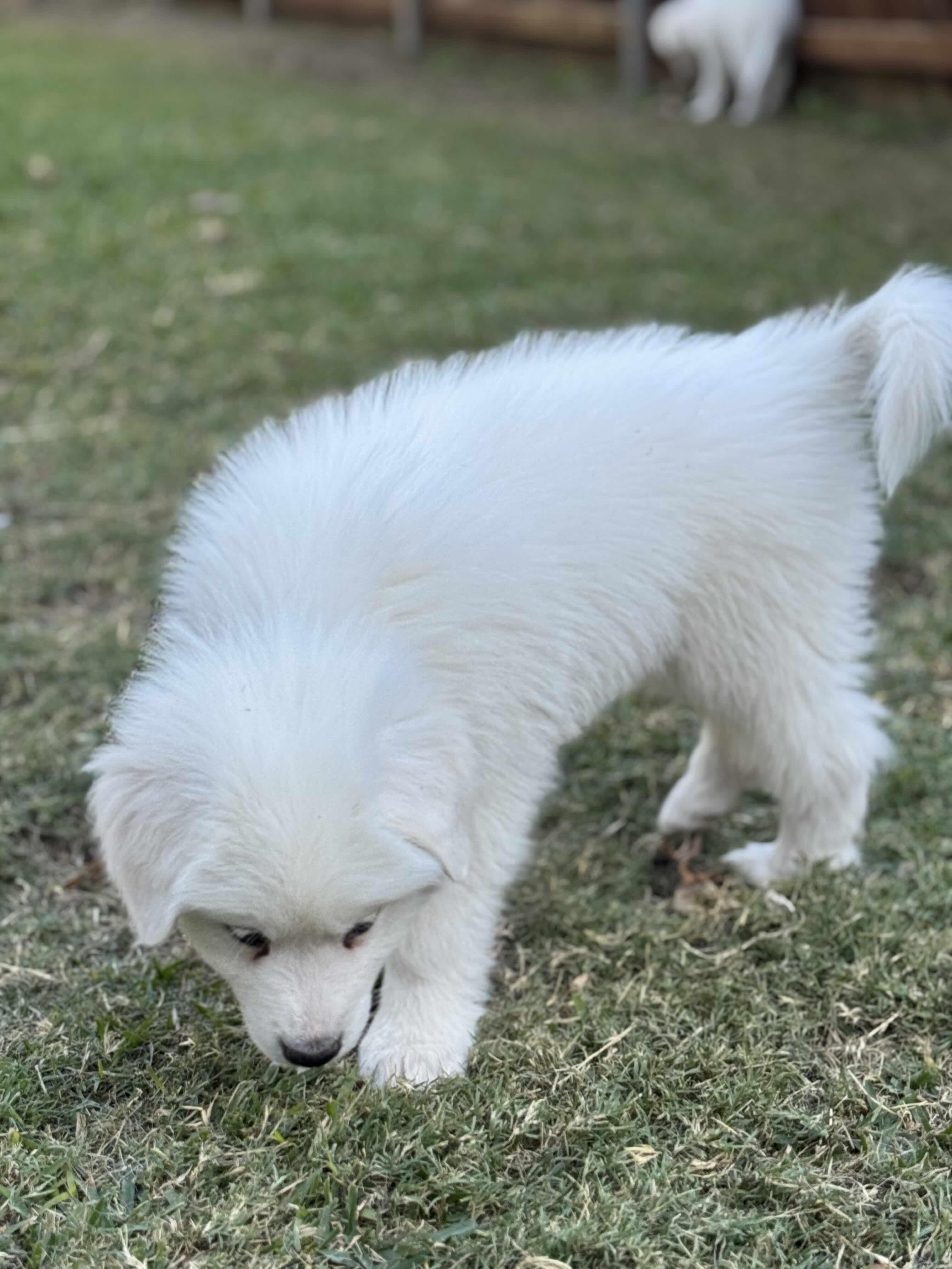 Enlarge Ned FKA Meatloaf DFW, a Adopted Great Pyrenees in Quinlan, TX image 2/2