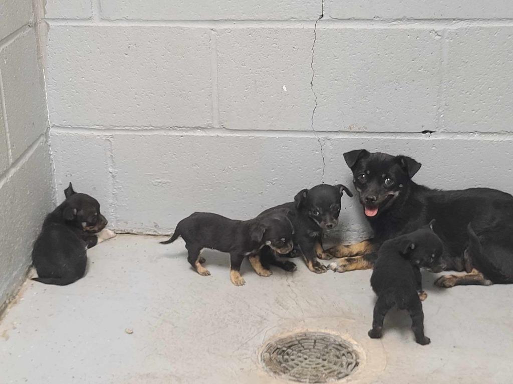 Enlarge Magnolia Pup, a Adopted mixed breed in Fort Stockton, TX image 1/2