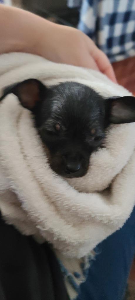 Enlarge Magnolia Pup, a Adopted mixed breed in Fort Stockton, TX image 1/2