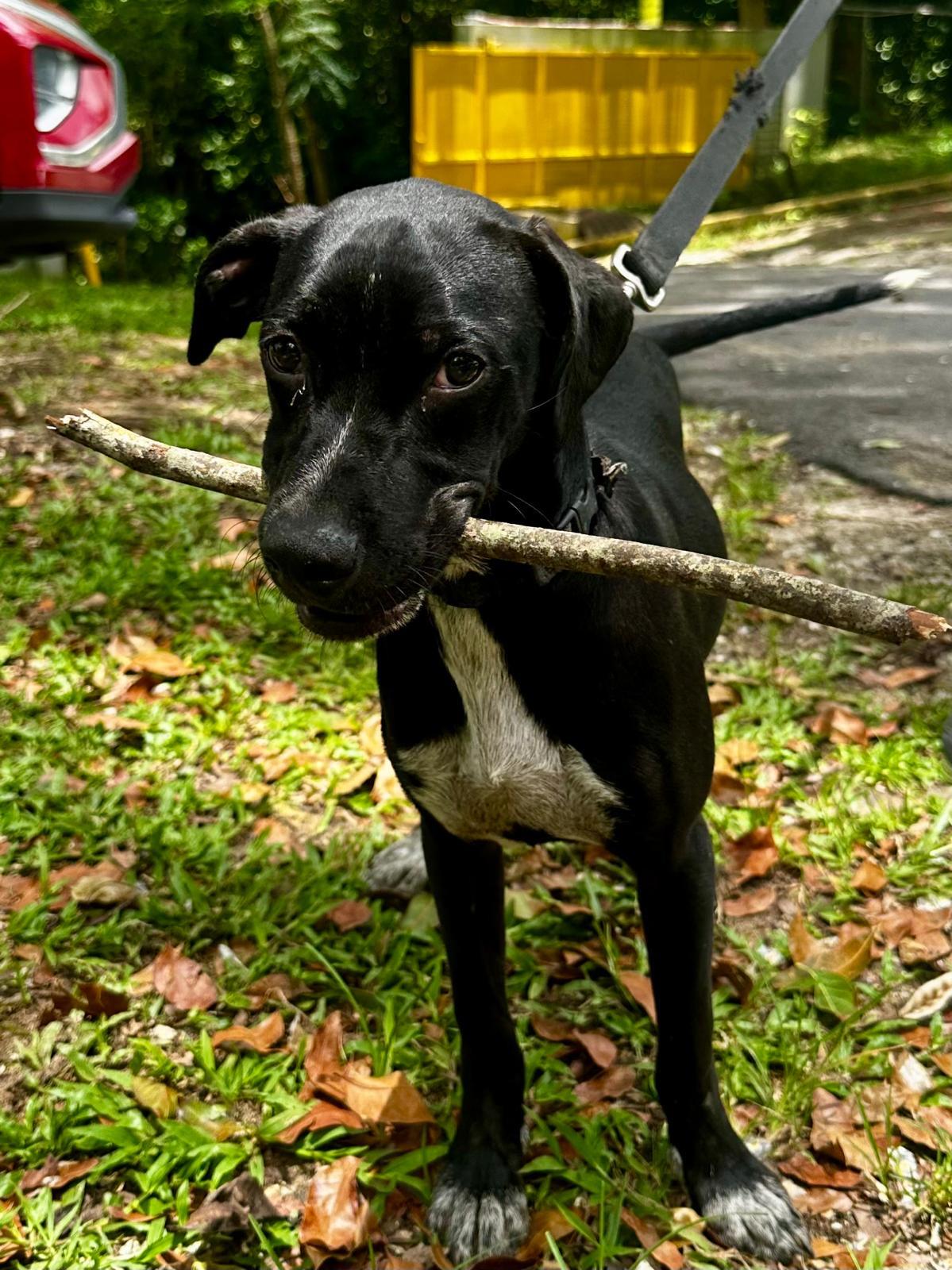 Stitch photo 3