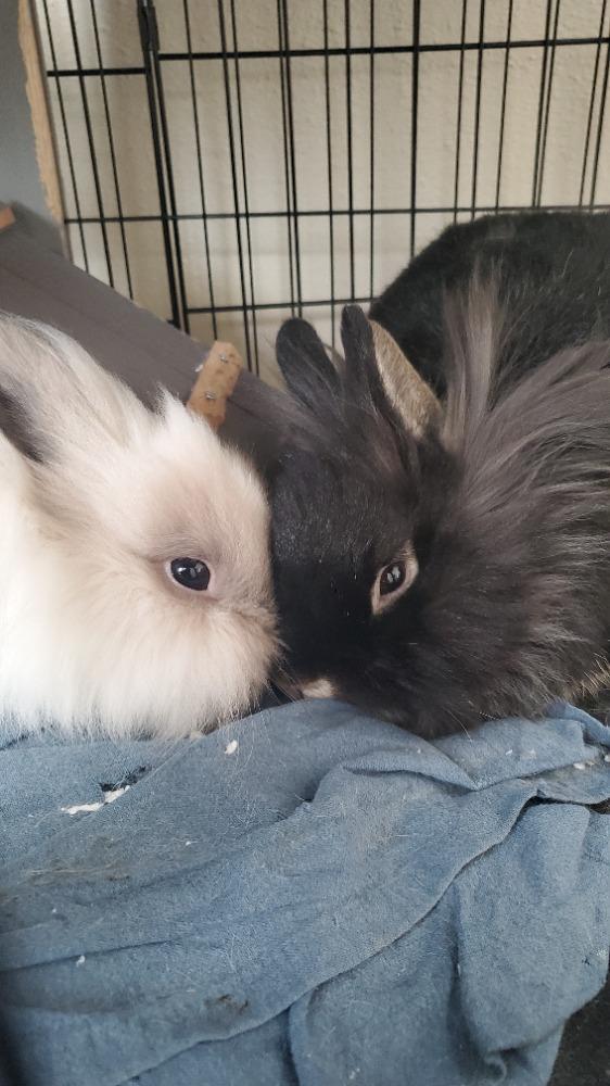 Noodle & Jiji, Adult Male Lionhead