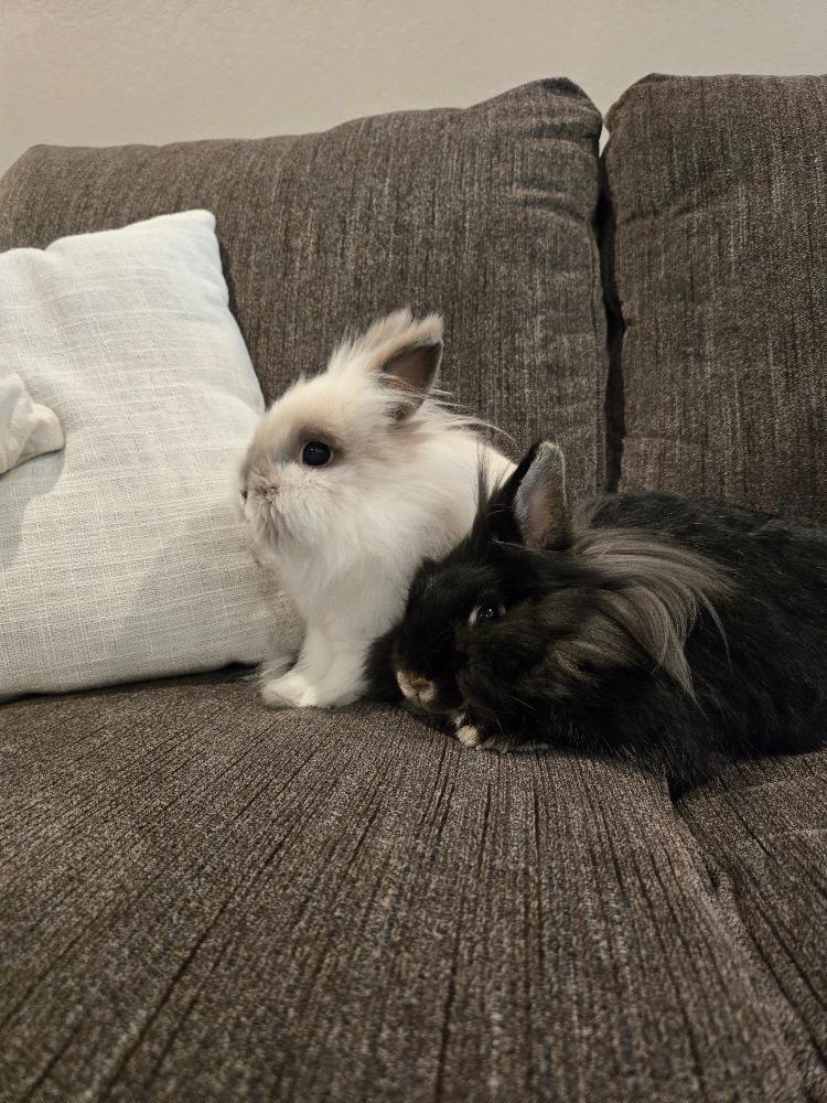 Noodle & Jiji photo 3