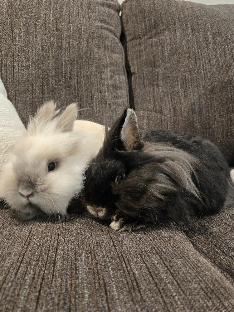 Noodle & Jiji photo 6