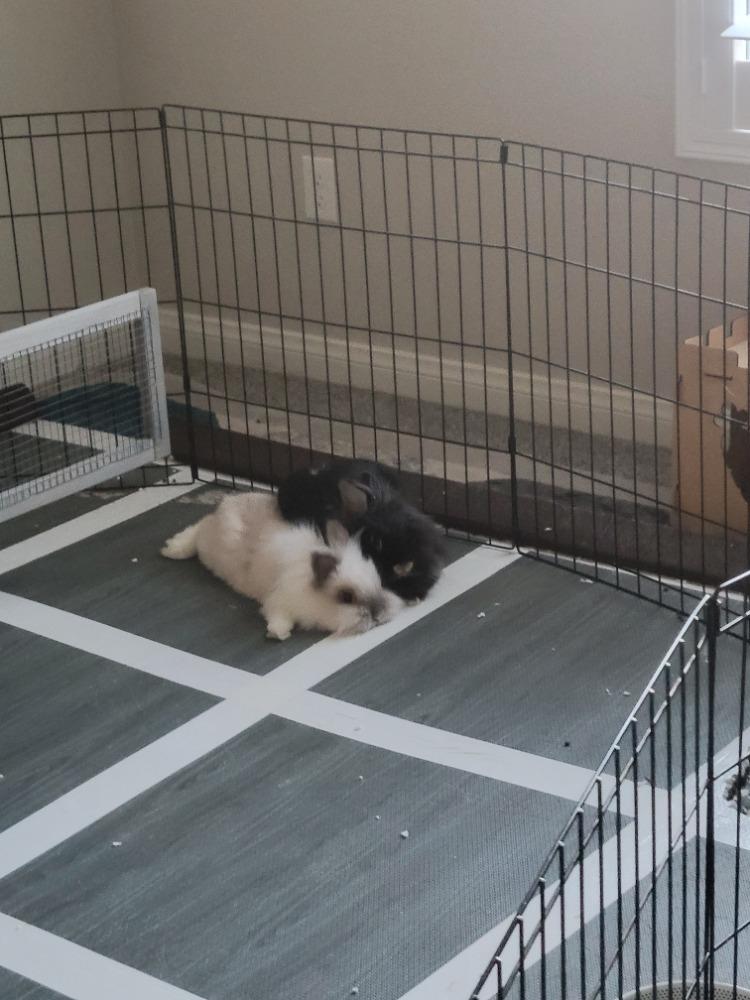 Noodle & Jiji photo 2
