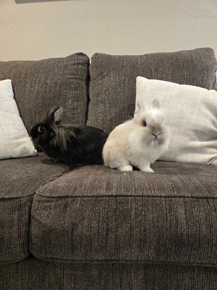 Noodle & Jiji photo 4