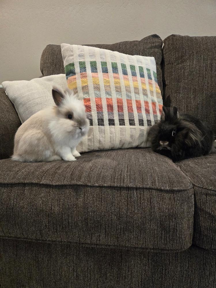 Noodle & Jiji photo 5