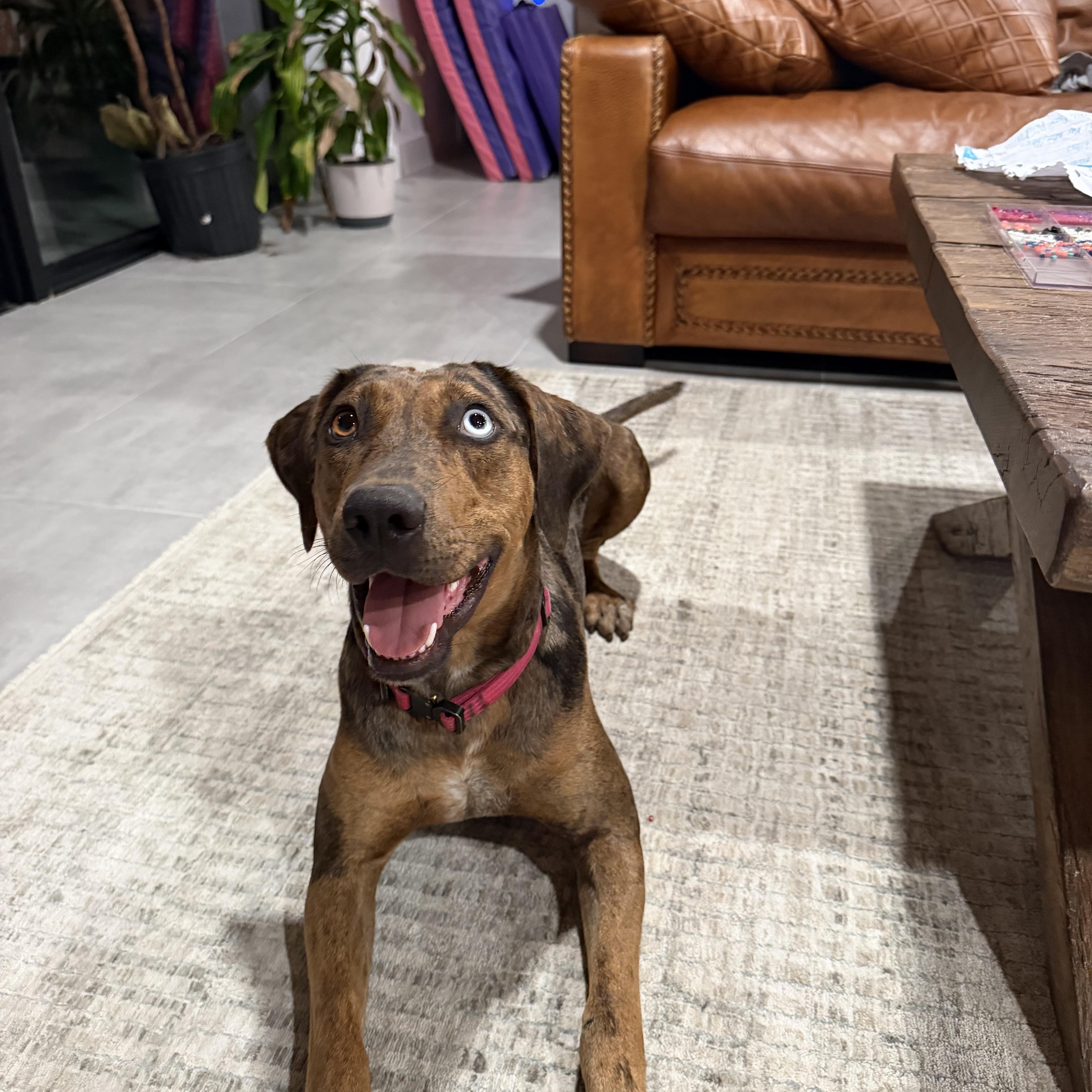 Enlarge TALOULA (Gorgeous, Smart, Sweet, Good With Kids, Loves Water & Riding), a Adoptable Catahoula Leopard Dog in East Syracuse, NY image 5/6