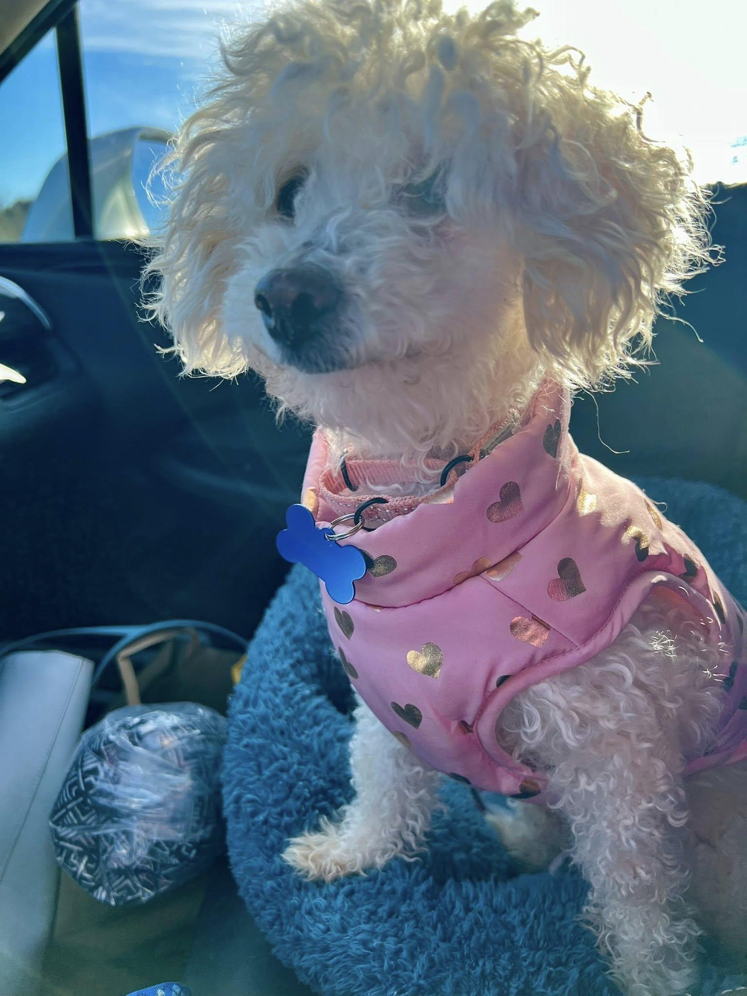 Enlarge "Grandma" Mayra, a ADOPTABLE Poodle (Toy) in De Pere, WI image 2/5