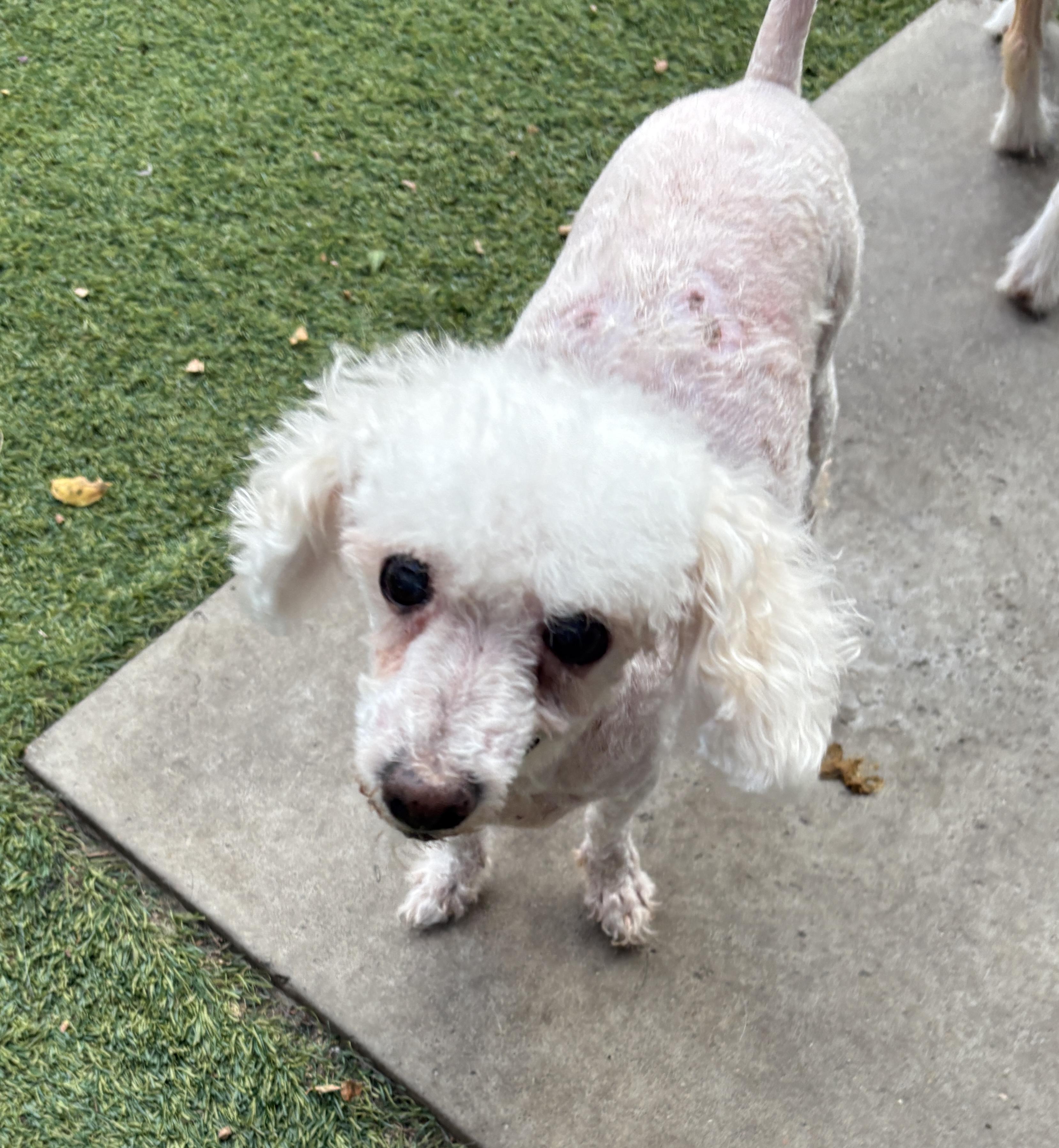 Enlarge "Grandma" Mayra, a ADOPTABLE Poodle (Toy) in De Pere, WI image 4/5