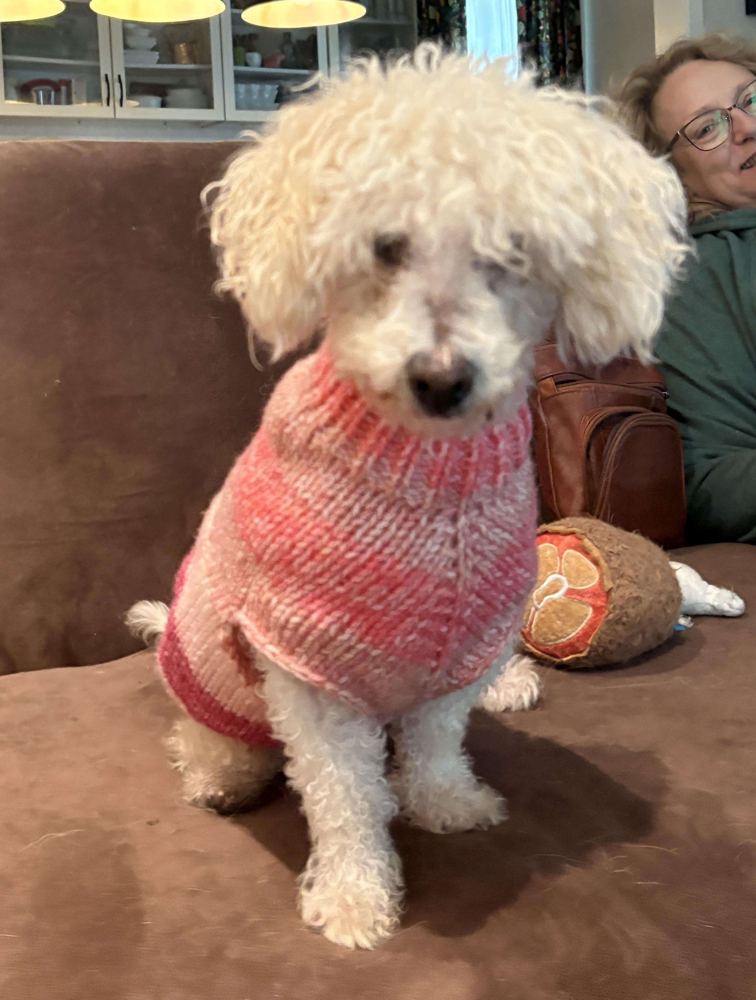 Enlarge "Grandma" Mayra, a ADOPTABLE Poodle (Toy) in De Pere, WI image 3/5