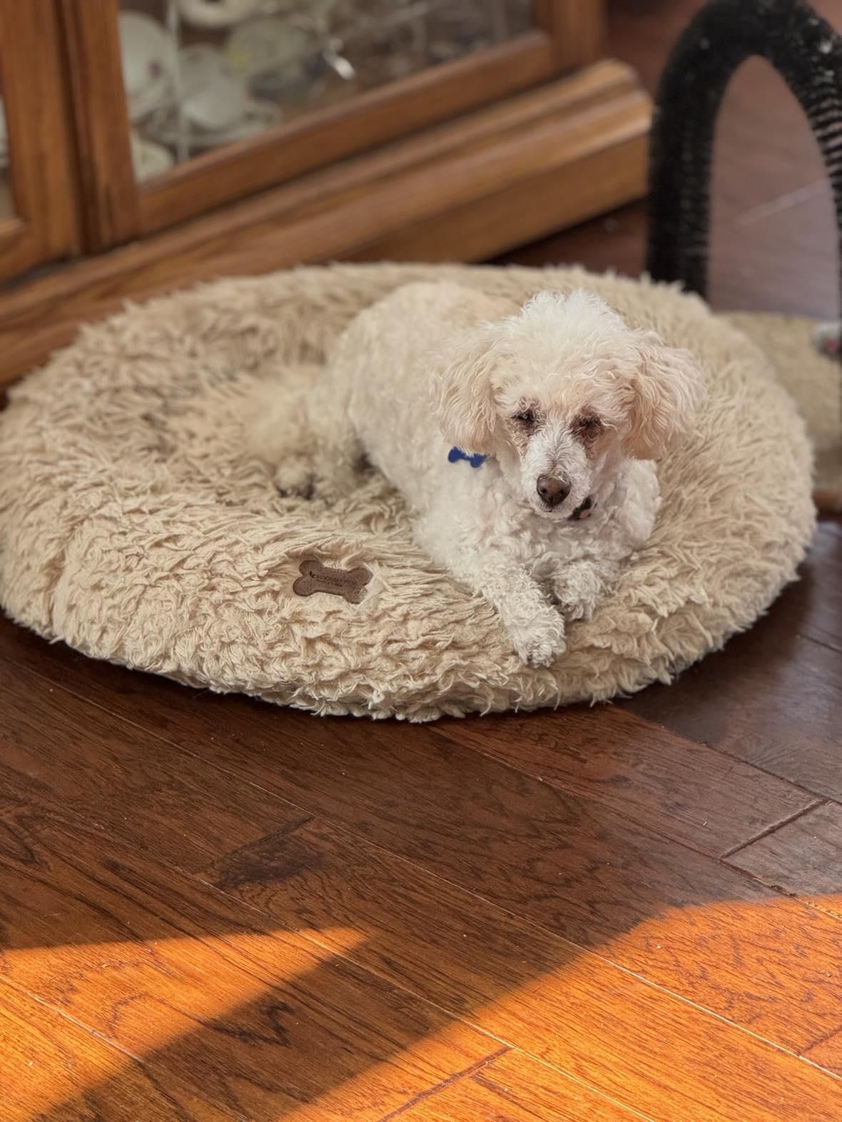 Enlarge "Grandma" Mayra, an adopted Poodle (Toy) in De Pere, WI image 2/5