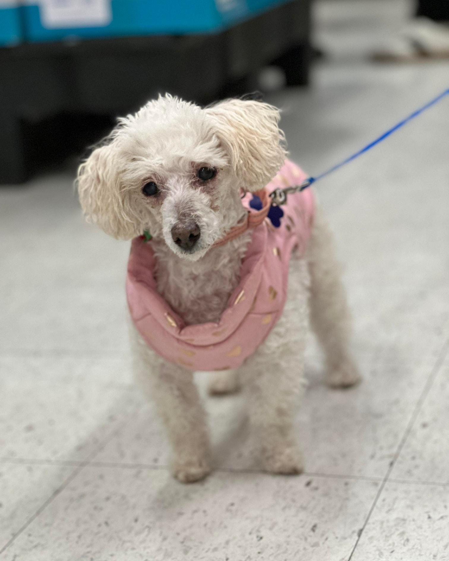 Enlarge "Grandma" Mayra, an adopted Poodle (Toy) in De Pere, WI image 1/5