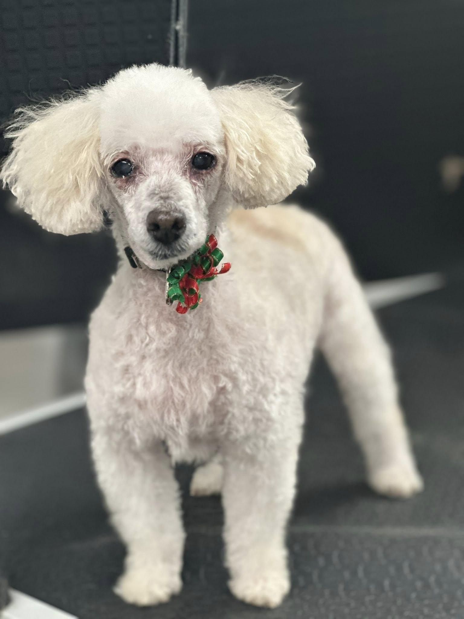 "Grandma" Mayra, ADOPTABLE, Senior Female Poodle (Toy).