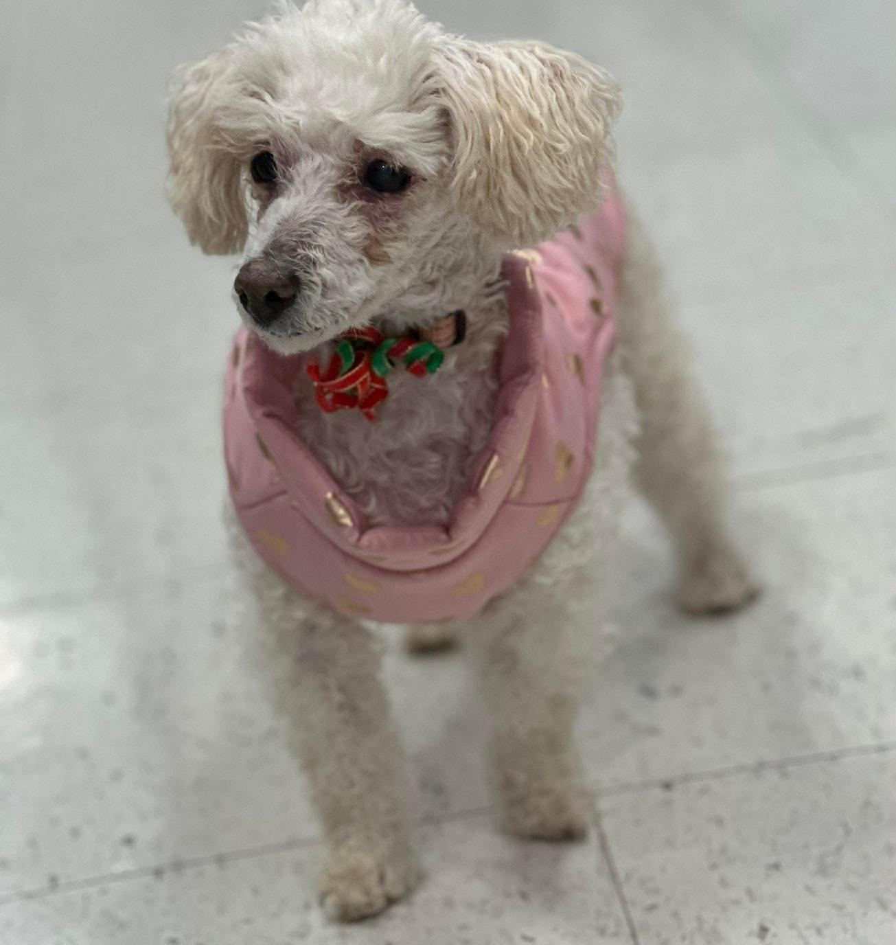 Enlarge "Grandma" Mayra, an adopted Poodle (Toy) in De Pere, WI image 5/5