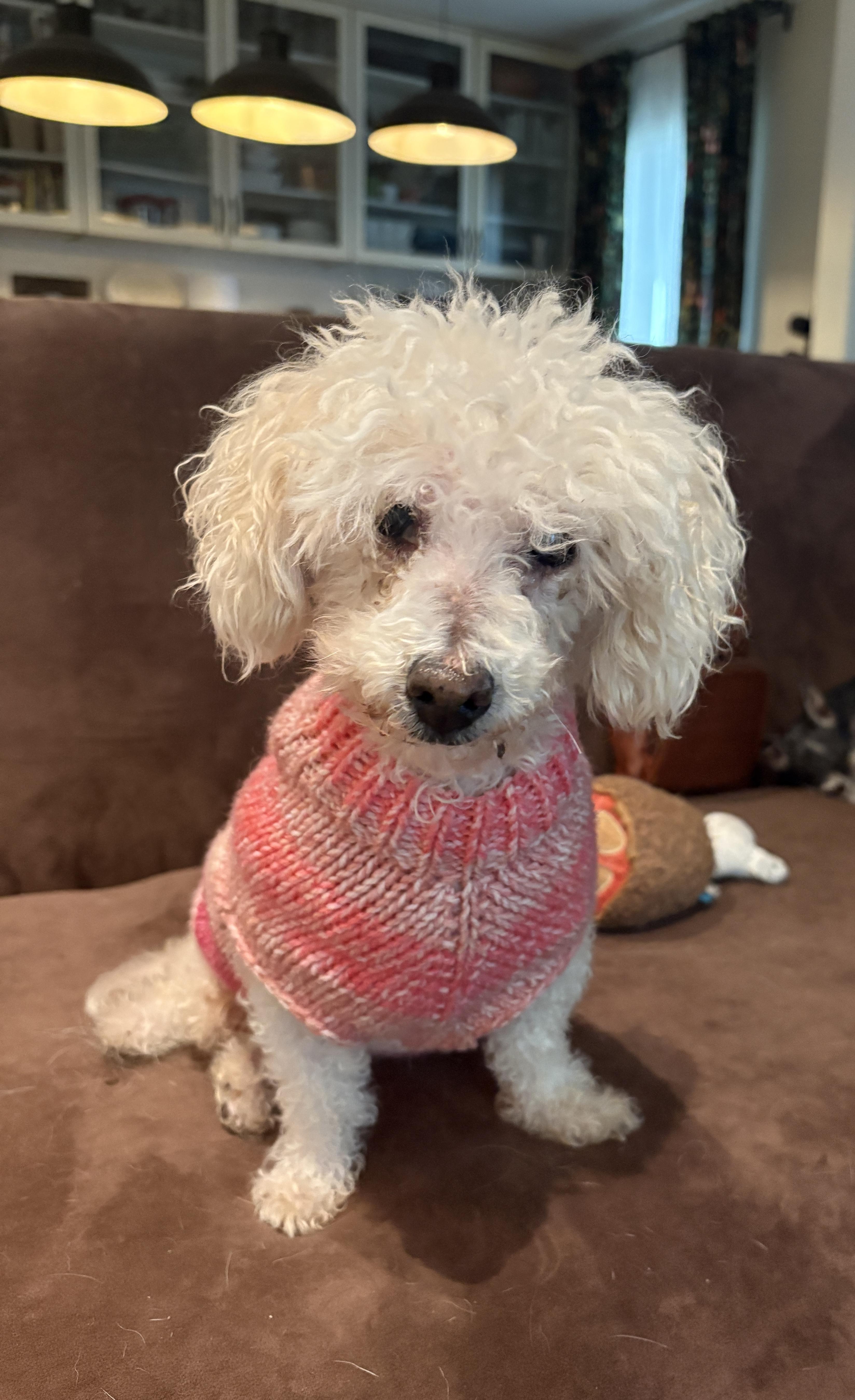 Enlarge "Grandma" Mayra, a ADOPTABLE Poodle (Toy) in De Pere, WI image 5/5