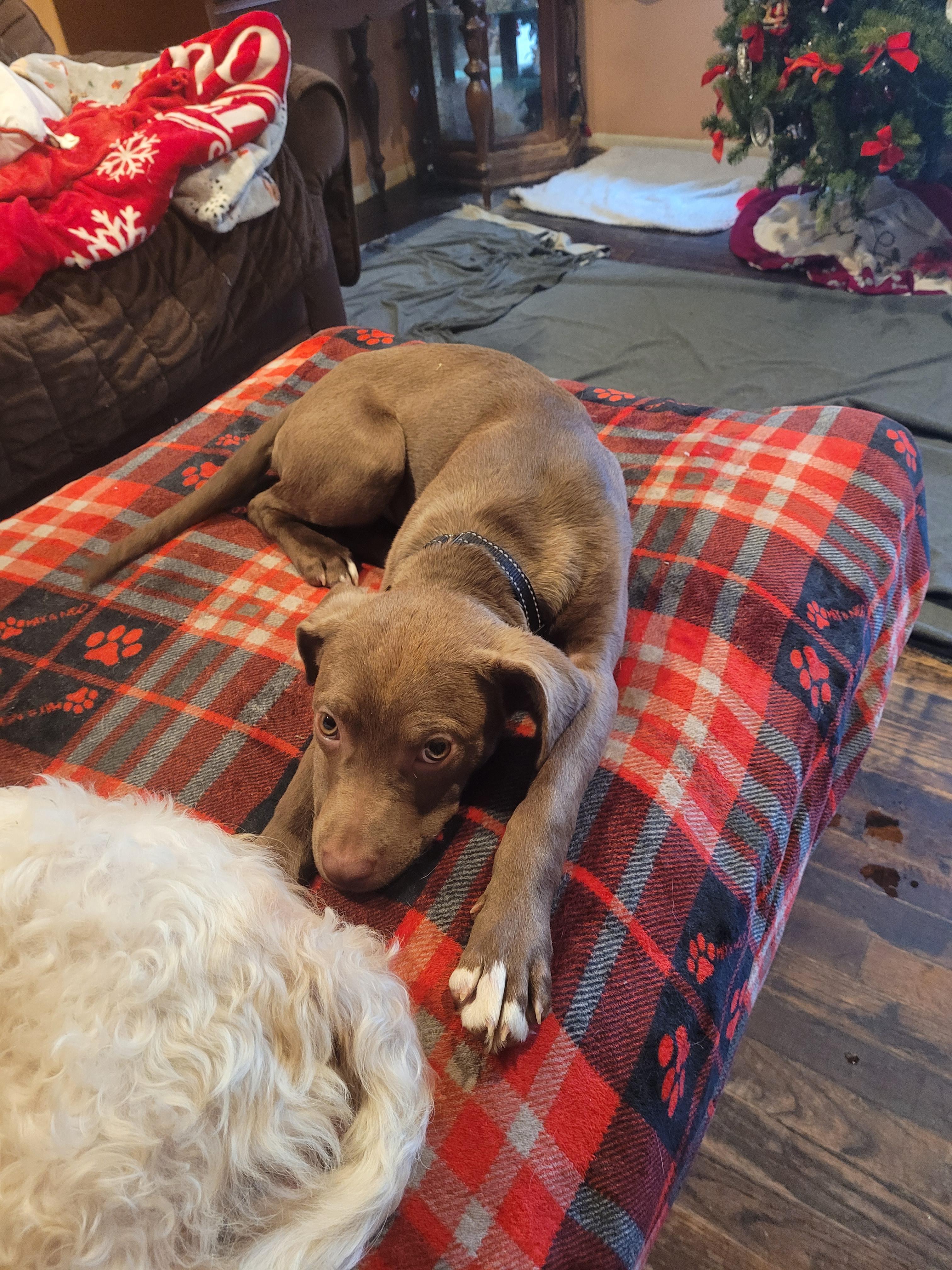 Enlarge Karen  ( Holistic Pet Care Adopters Only Please), a ADOPTABLE mixed breed in Warren, MI image 4/4