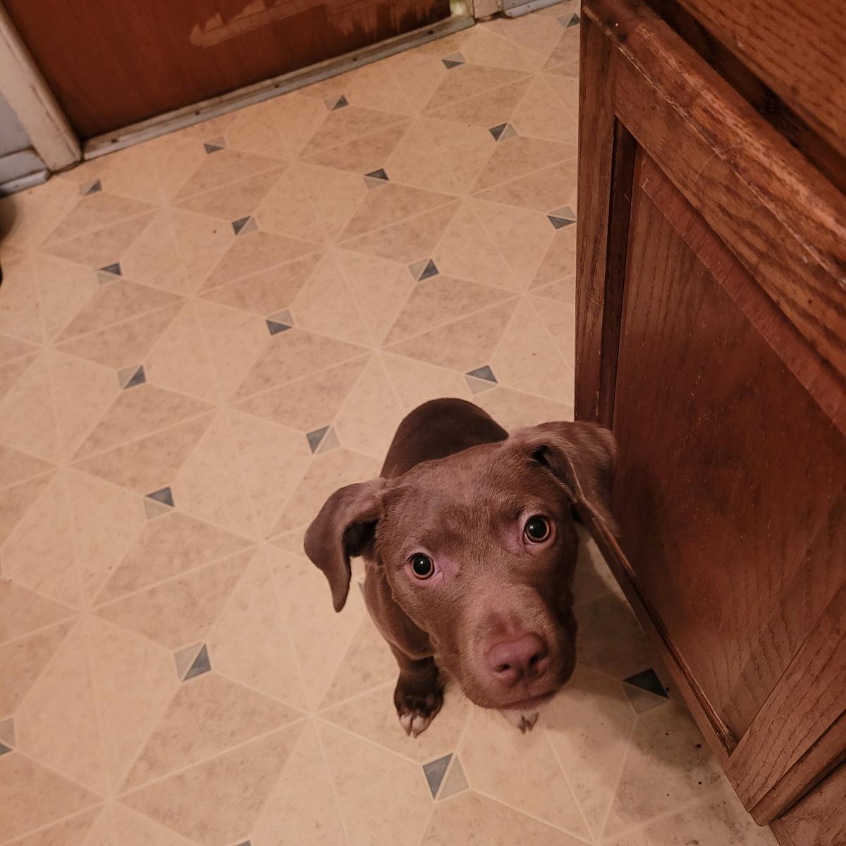 Enlarge Karen  ( Holistic Pet Care Adopters Only Please), a ADOPTABLE mixed breed in Warren, MI image 3/4