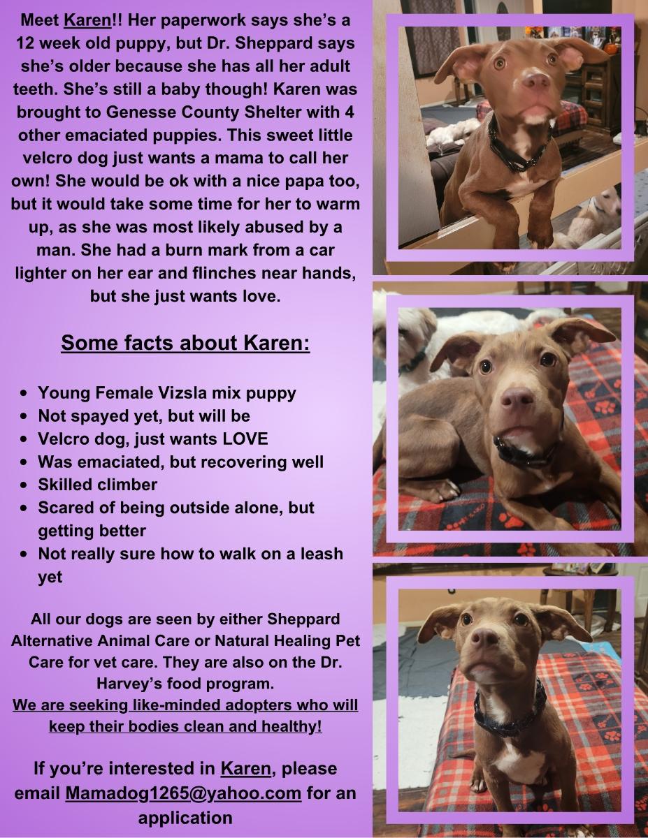 Enlarge Karen  ( Holistic Pet Care Adopters Only Please), a ADOPTABLE mixed breed in Warren, MI image 2/4