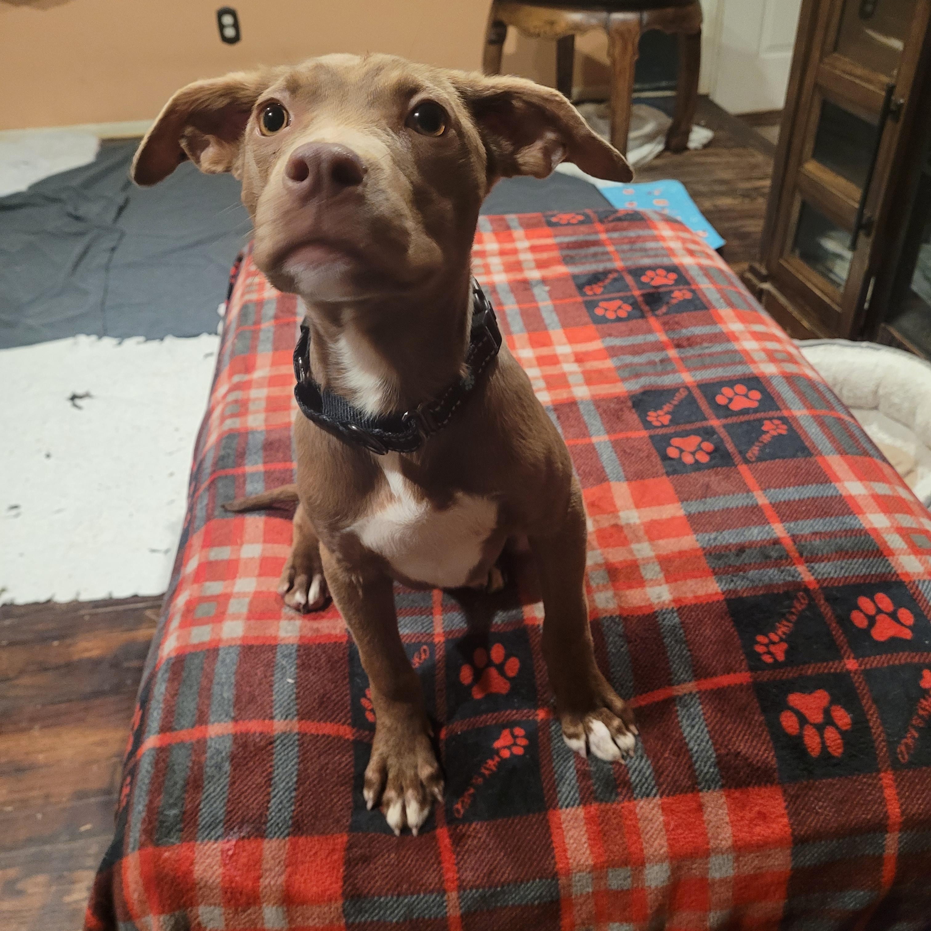 Karen  ( Holistic Pet Care Adopters Only Please), ADOPTABLE, Young Female Vizsla & Chocolate Labrador Retriever.