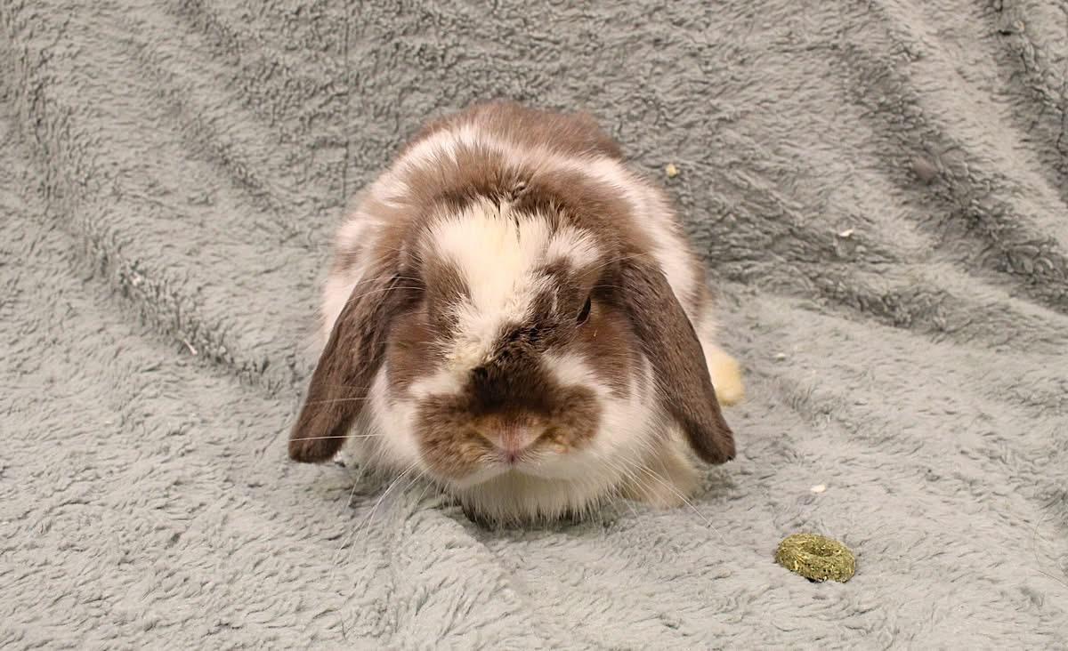 Leo, ADOPTABLE, Adult Male Lop Eared.