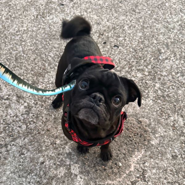 Brady, an adopted Pug in Alvin, TX_image-1