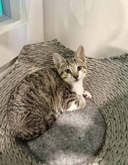 Opal, Adoptable, Kitten Female Domestic Medium Hair & Domestic Short Hair.