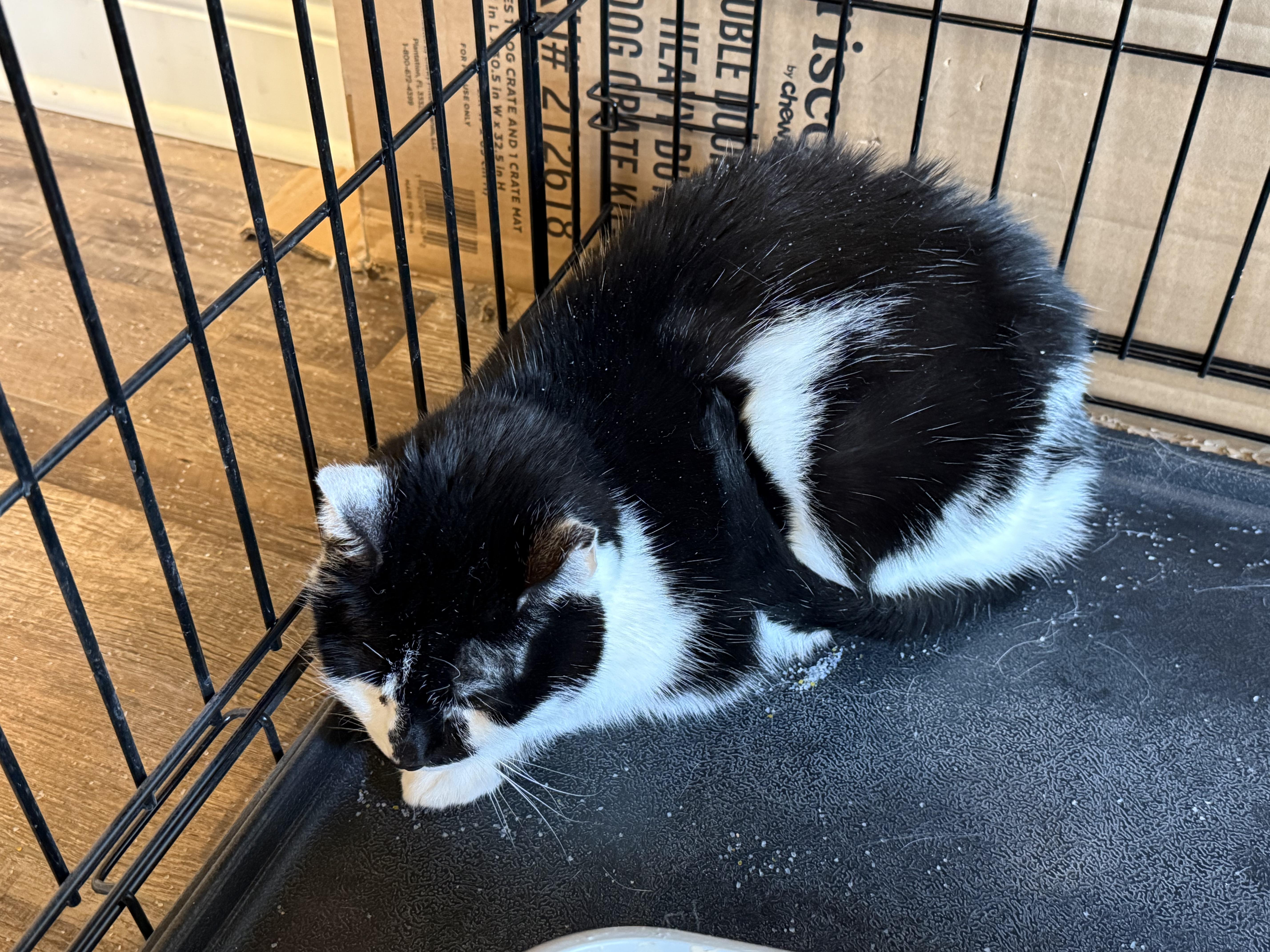 Enlarge Domino, a Adoptable Domestic Short Hair in Chattanooga, TN image 1/2