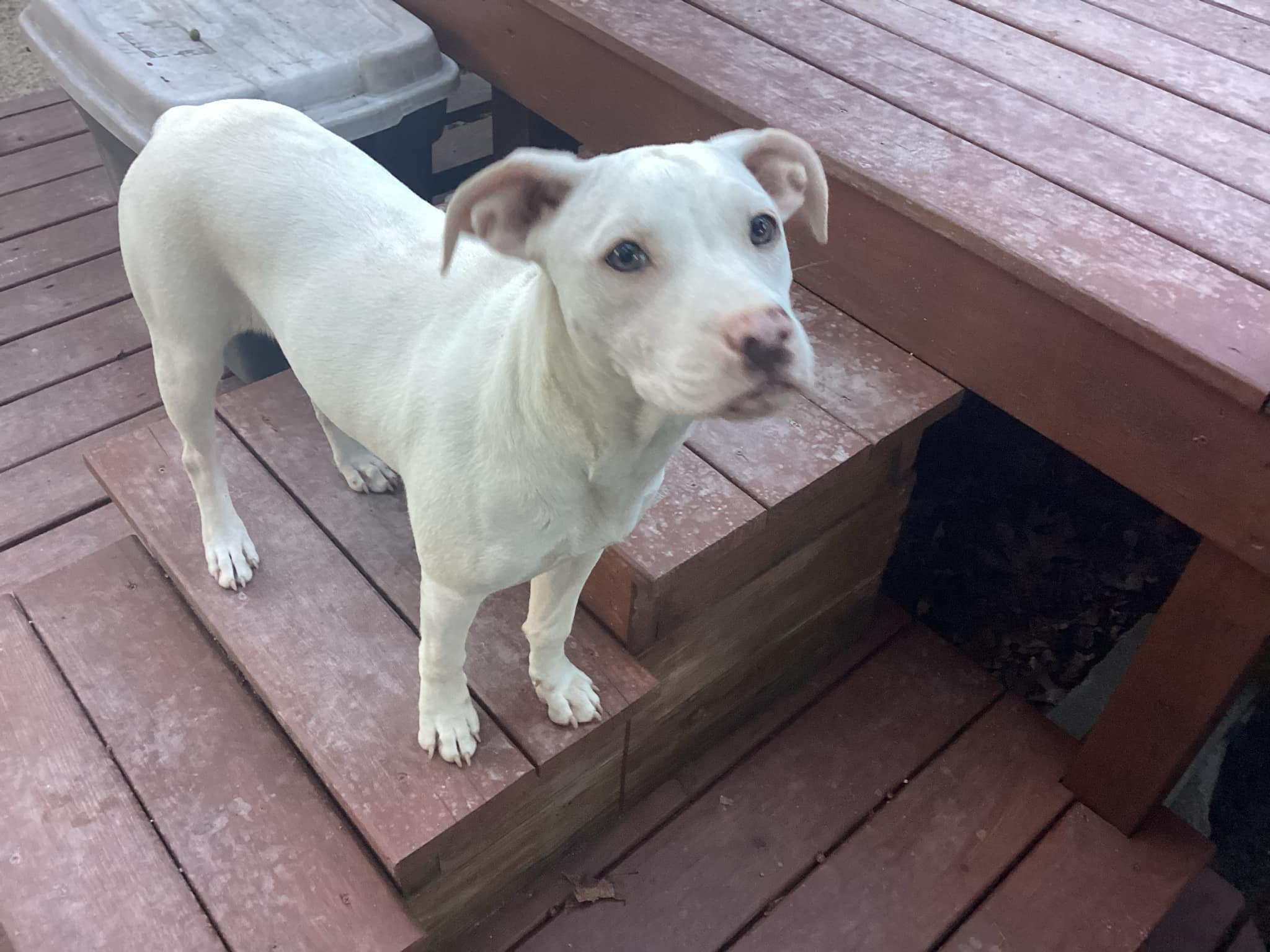 Mira, Adopted, Young Female Terrier.