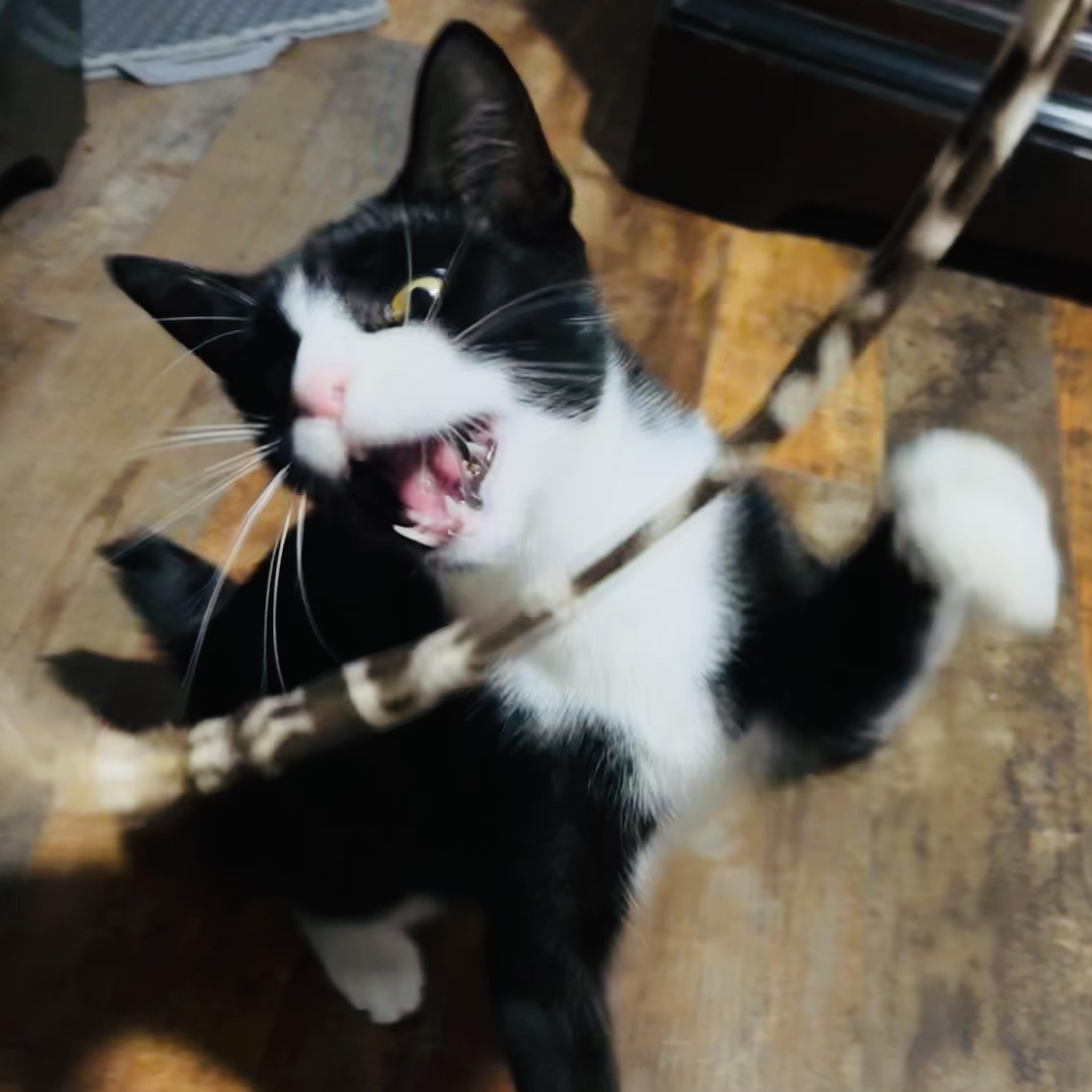 Enlarge Serenity, a Adoptable Domestic Short Hair in Tampa, FL image 2/6