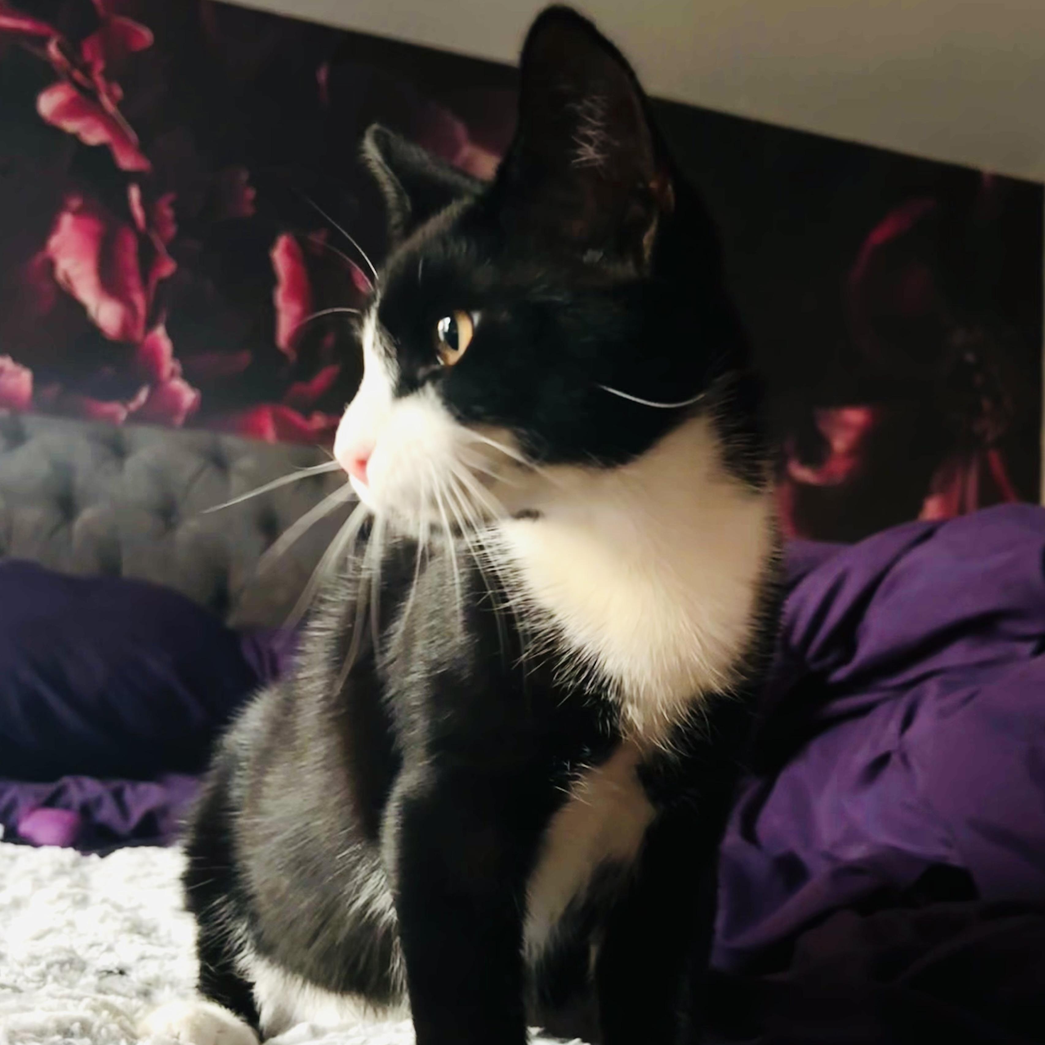 Enlarge Serenity, a Adoptable Domestic Short Hair in Tampa, FL image 5/6