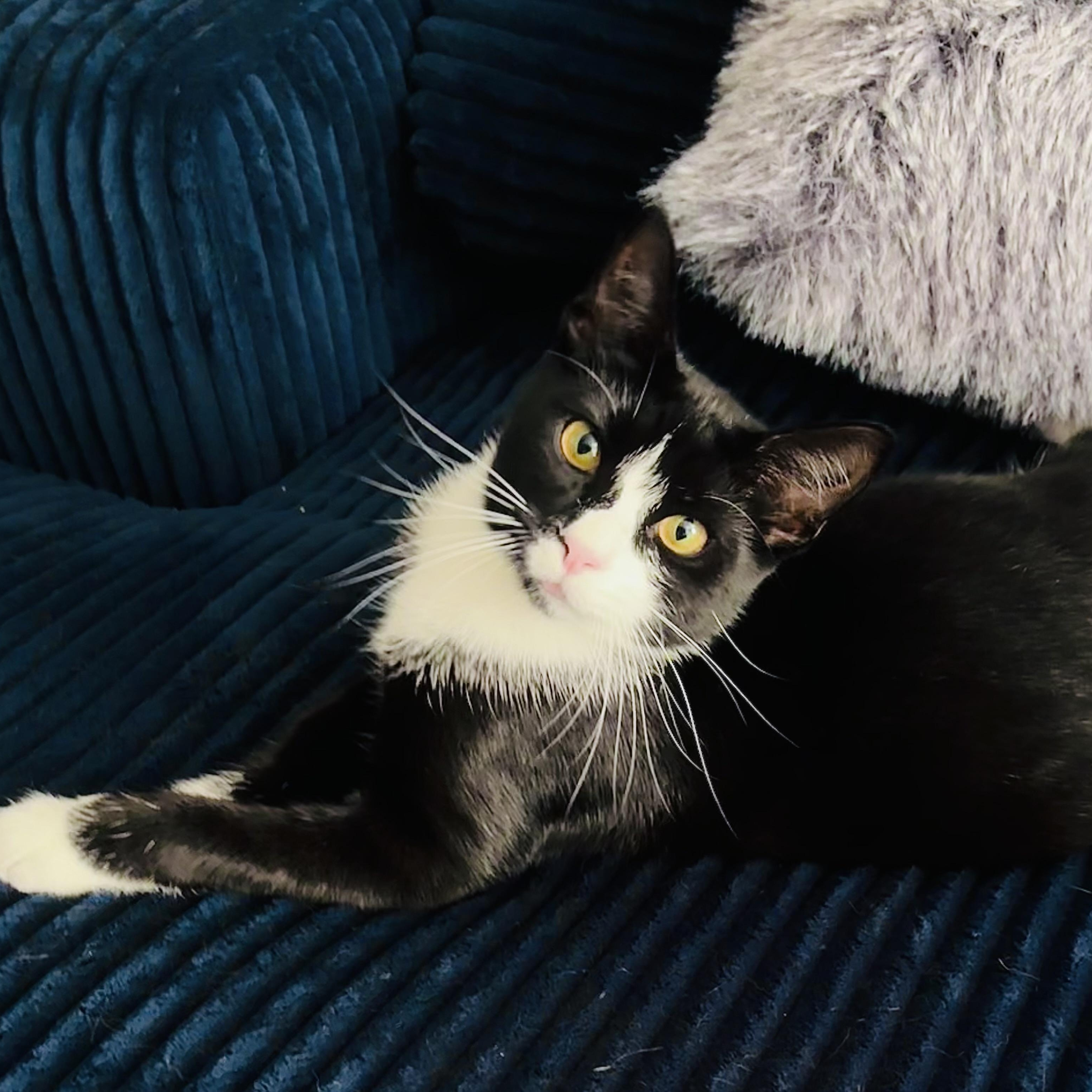 Enlarge Serenity, a Adoptable Domestic Short Hair in Tampa, FL image 4/6