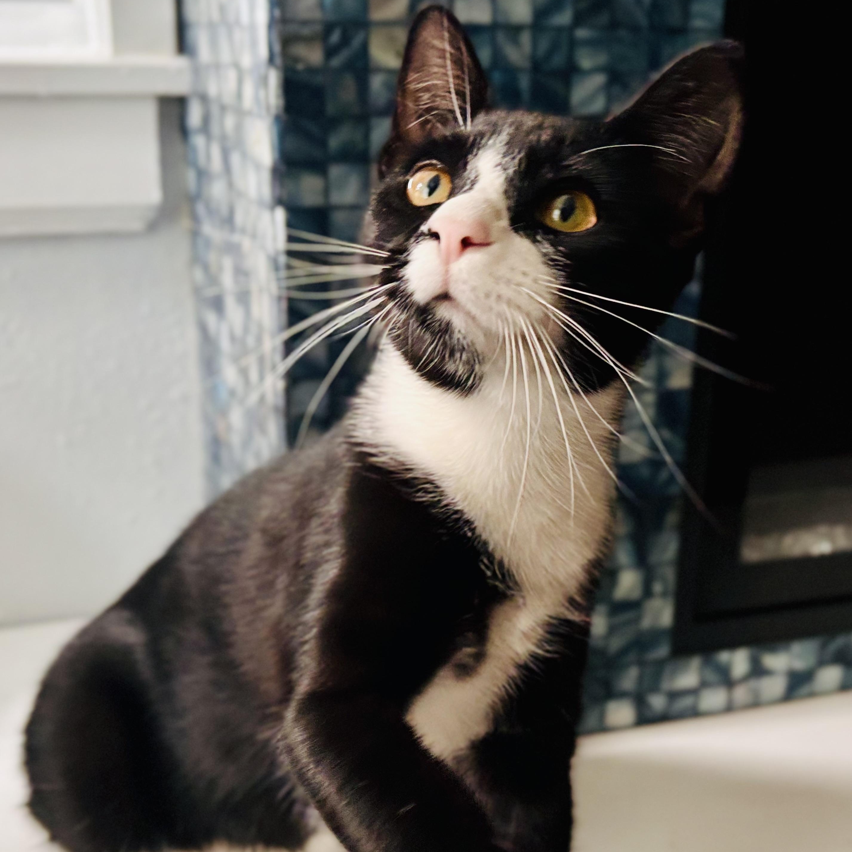 Serenity, Adoptable, Kitten Female Domestic Short Hair.