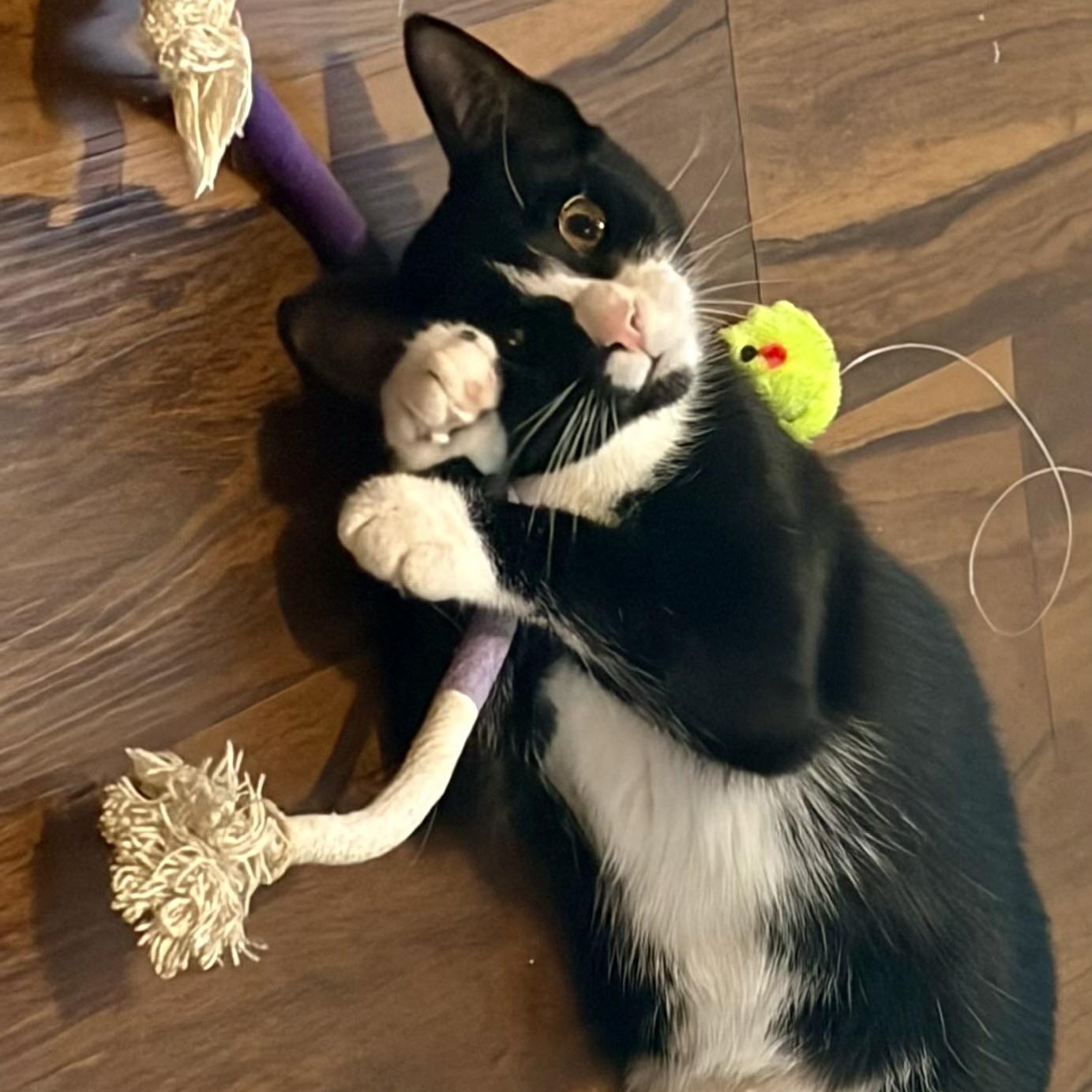 Enlarge Serenity, a Adoptable Domestic Short Hair in Tampa, FL image 6/6