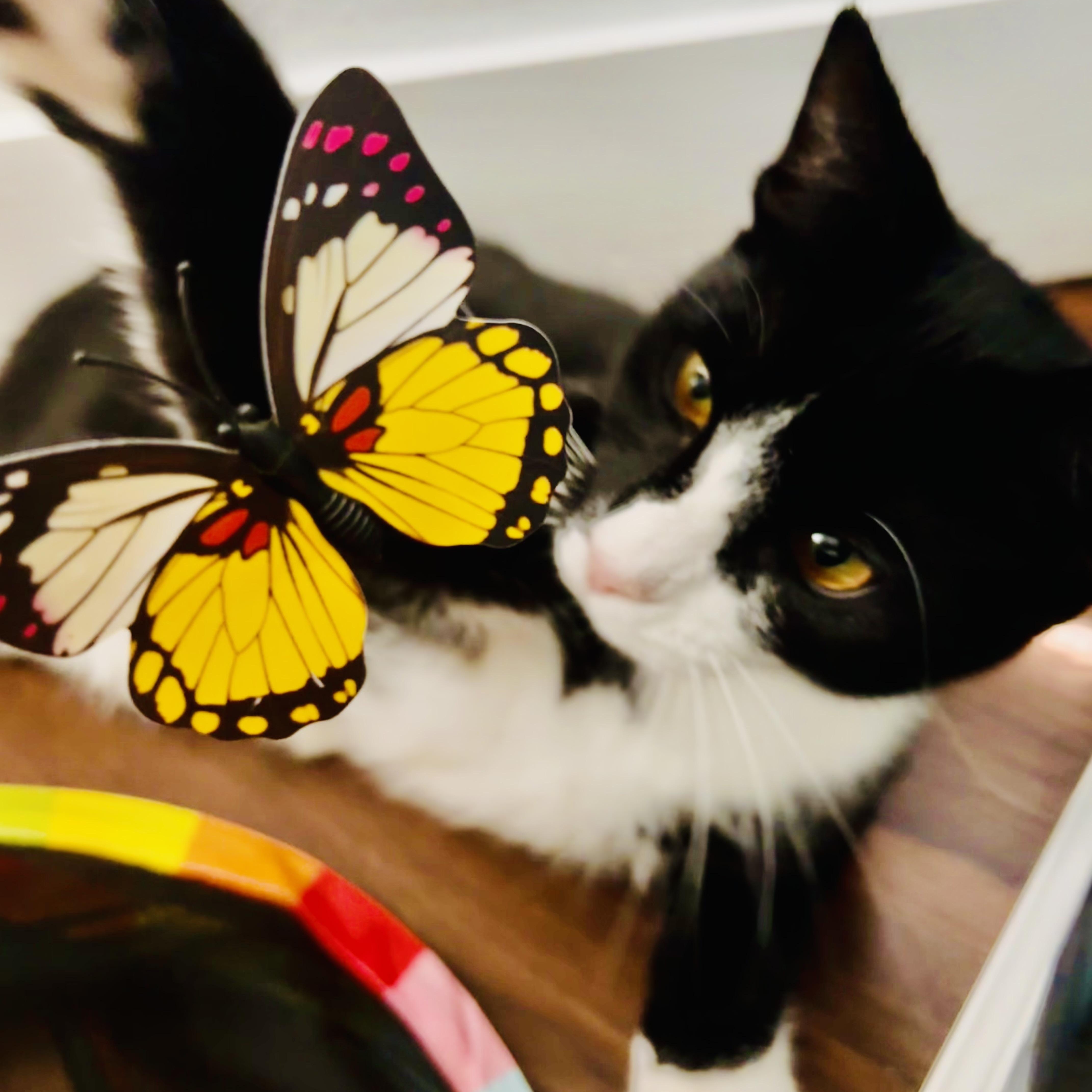 Enlarge Serenity, a Adoptable Domestic Short Hair in Tampa, FL image 3/6