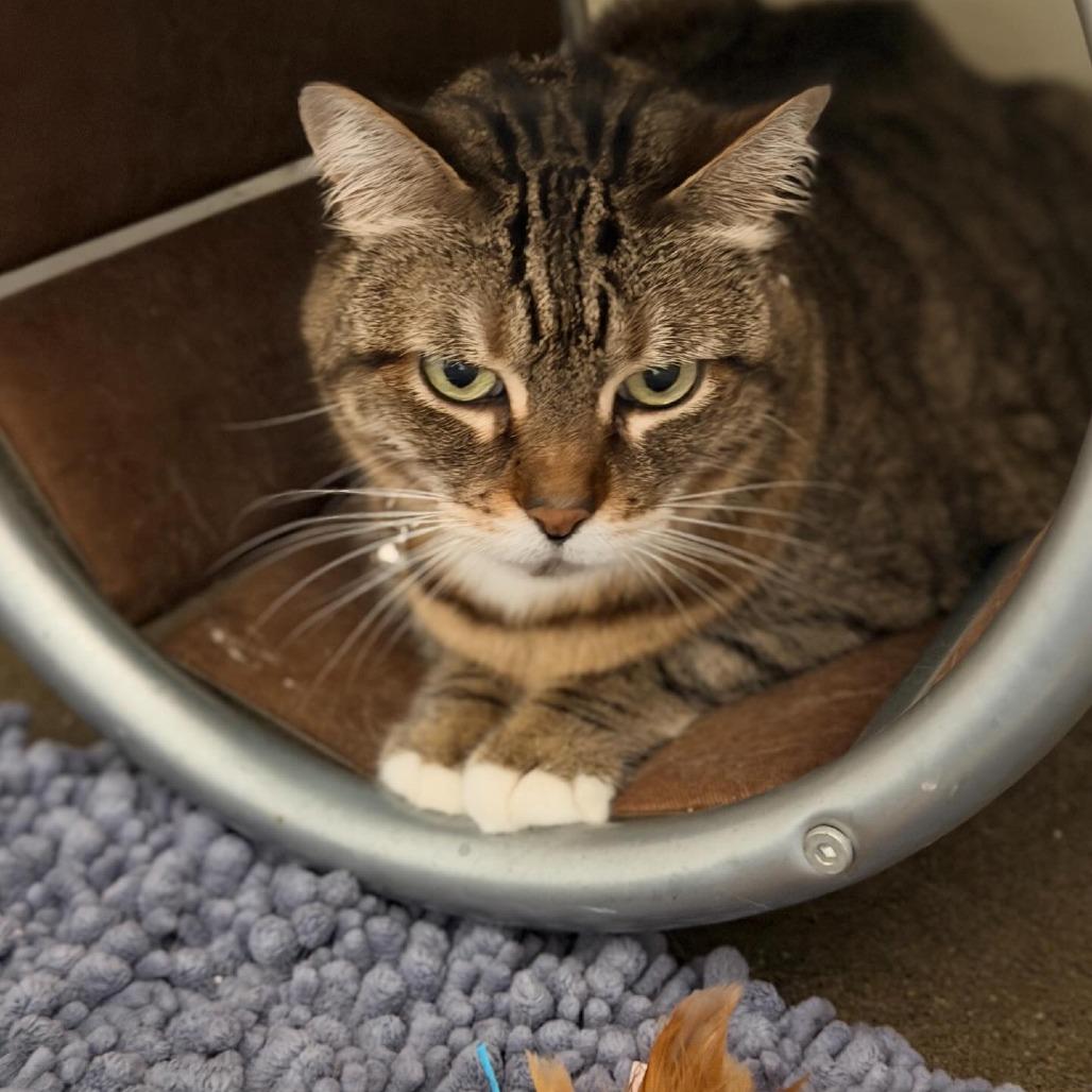 Calypso — thumbnail 3