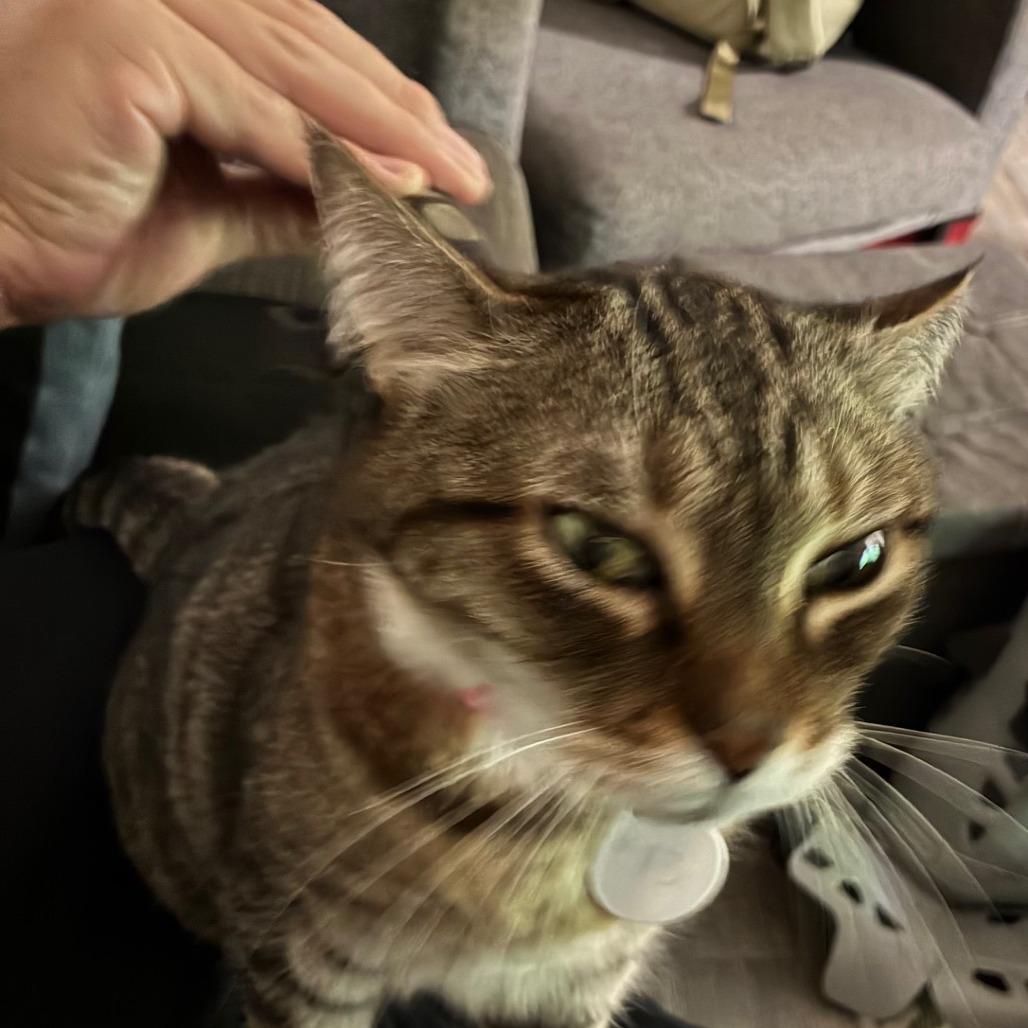 Calypso — thumbnail 4