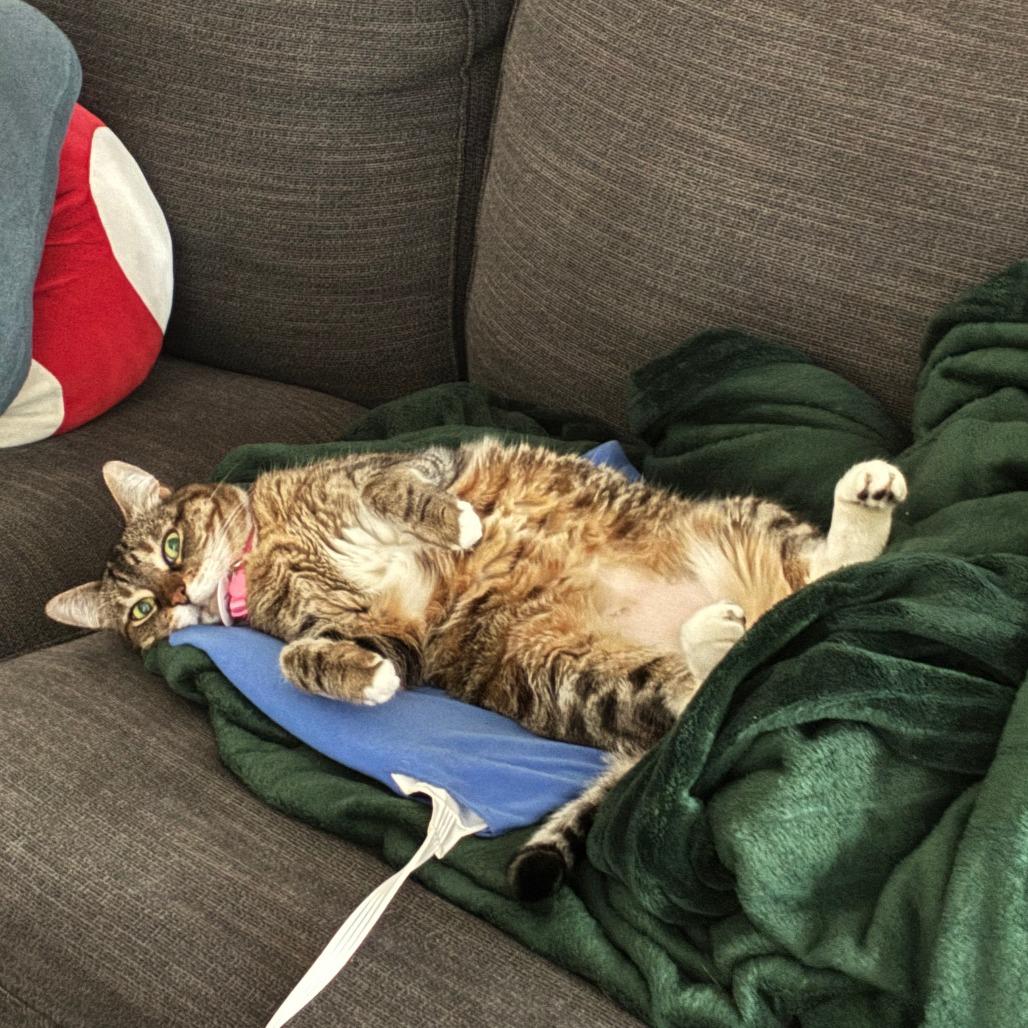 Calypso — thumbnail 5