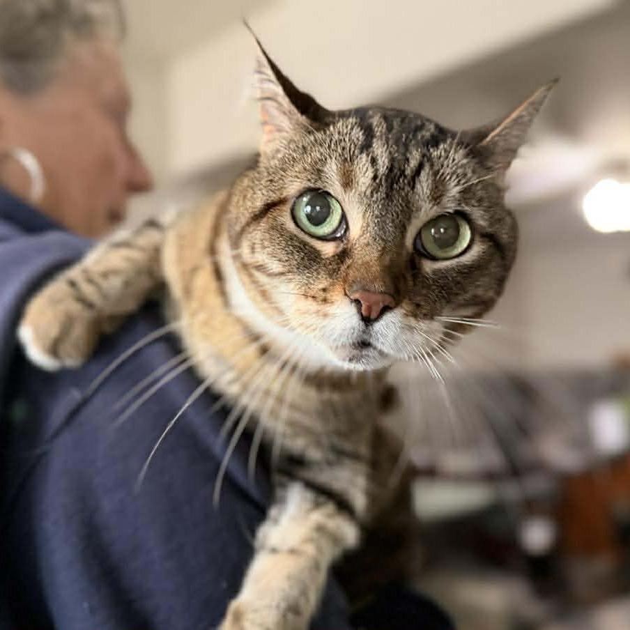 Calypso — thumbnail 6