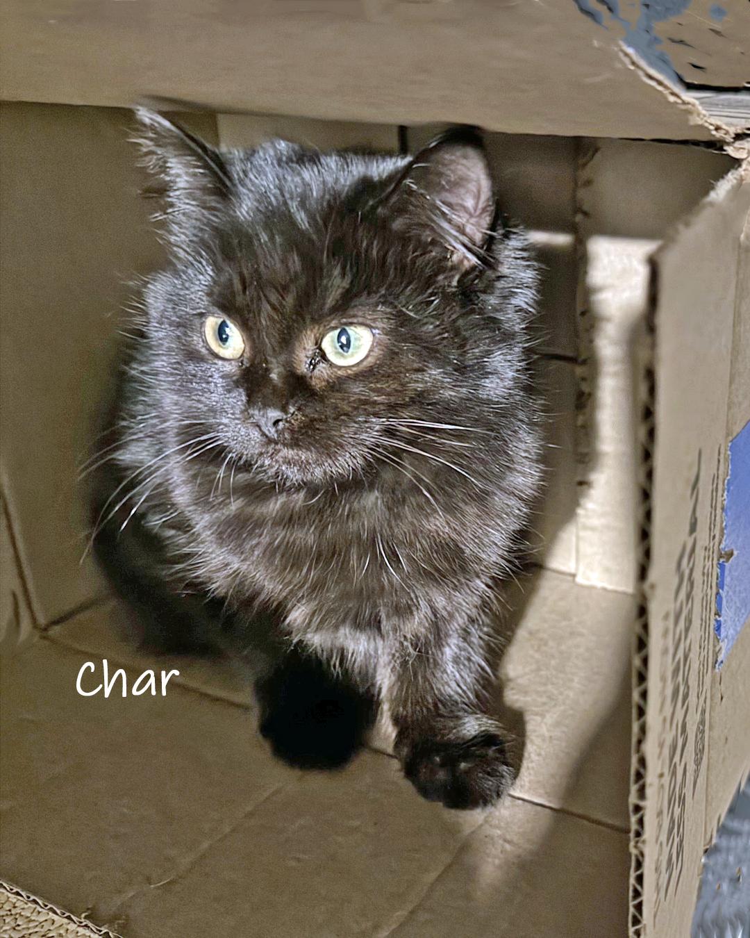 Enlarge Char, a ADOPTABLE Domestic Long Hair in Chicago, IL image 3/3